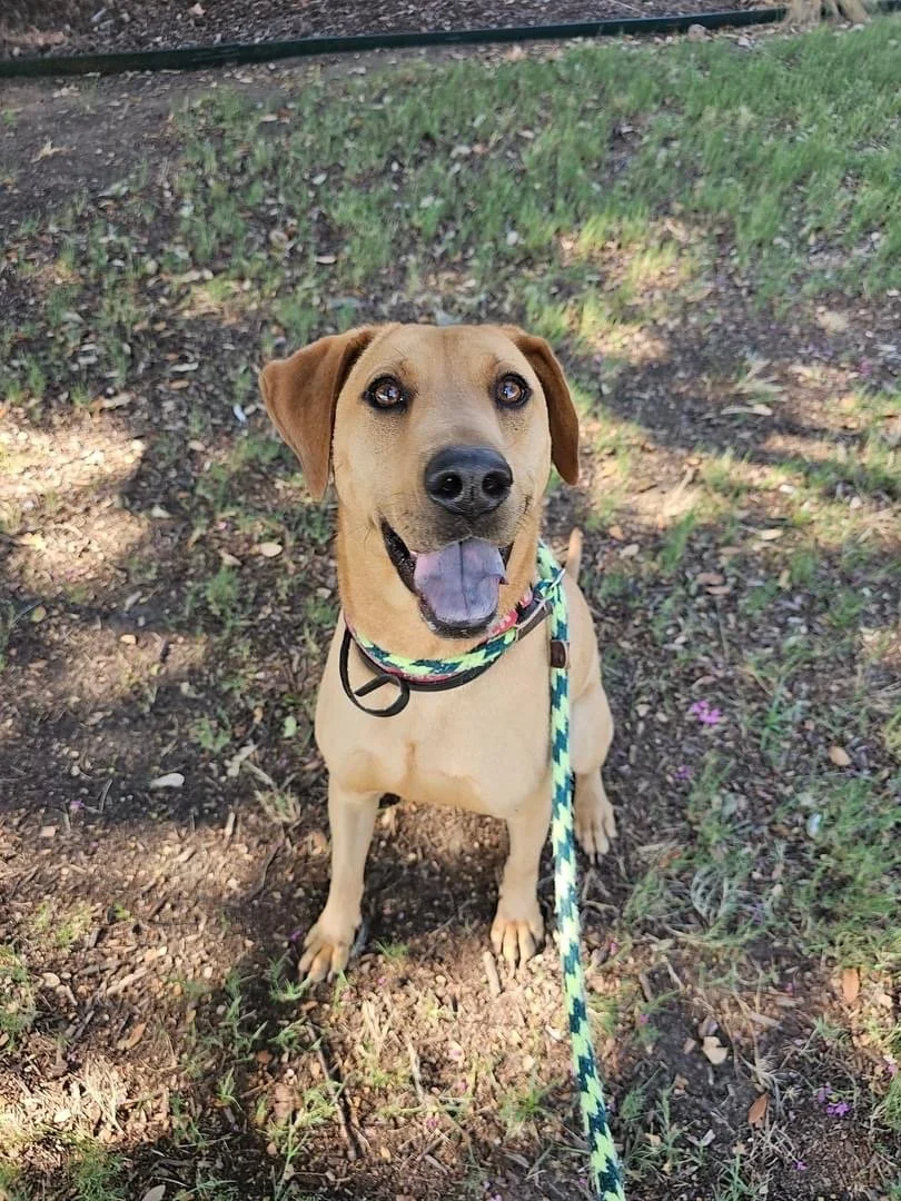 Ridgeback Yellow Lab Mix