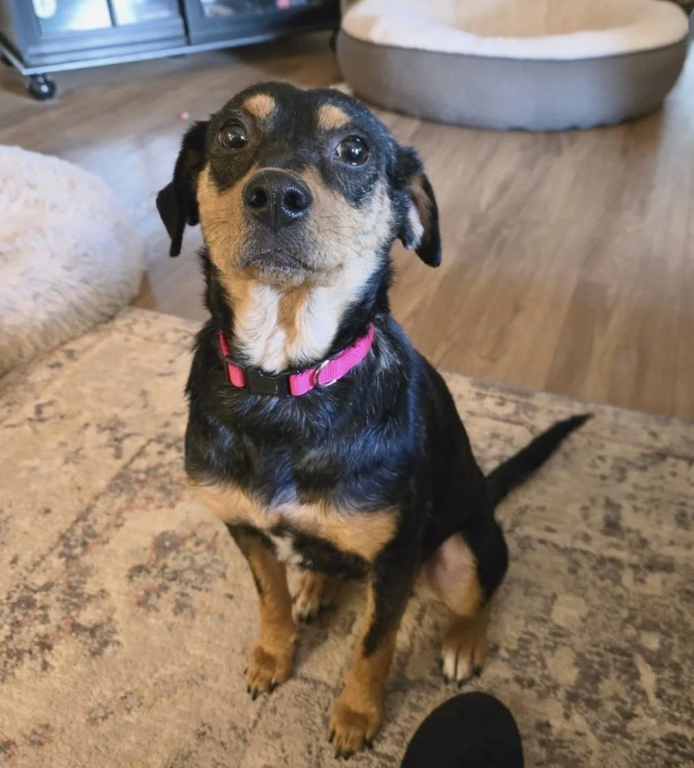 Rescue, adopt, Dallas, summer, Shepherd mix, DFW, Plano, Fort Worth