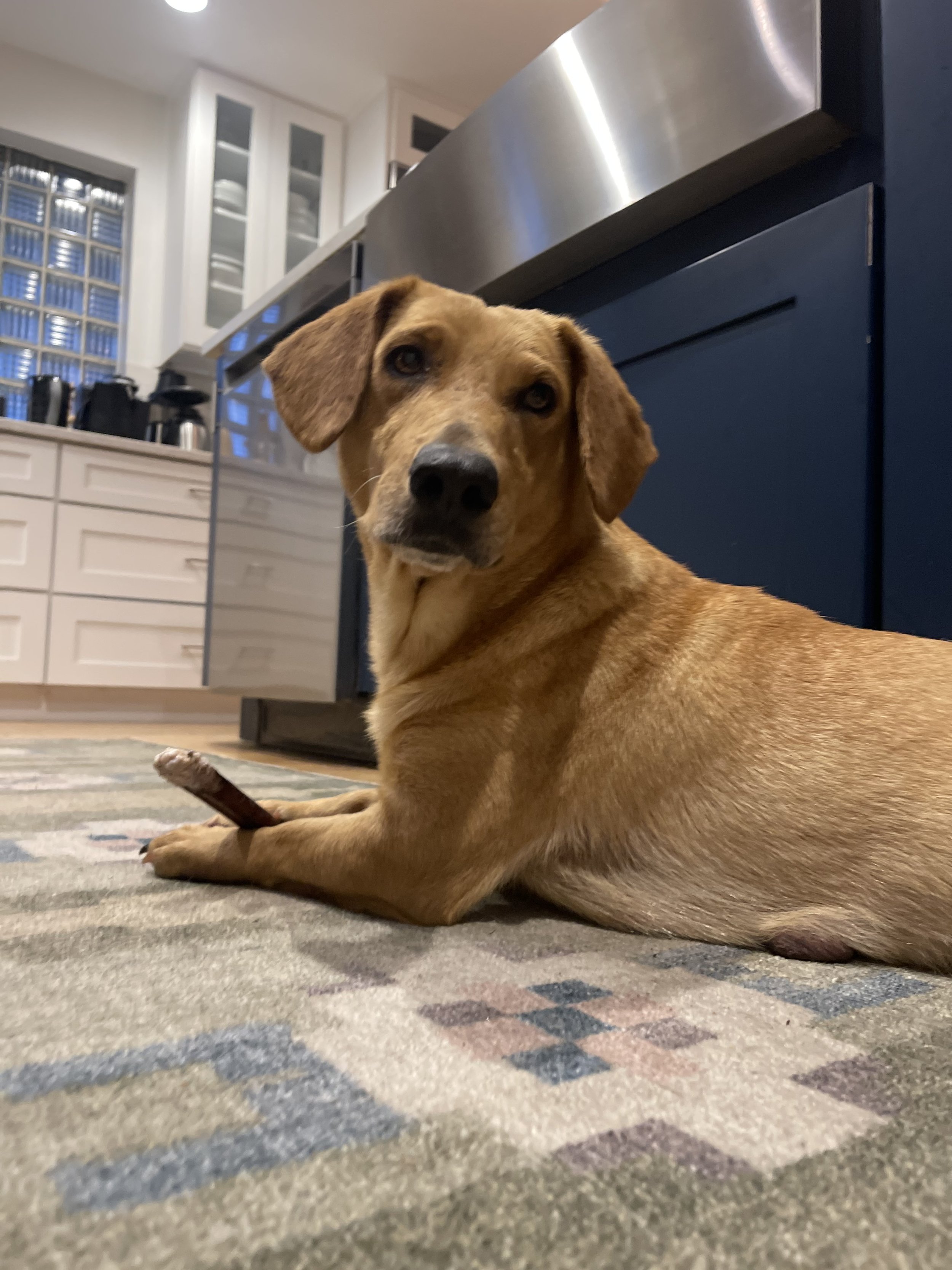 Dachshund, Basset Hound, I would rather be with my dog, Denver, Dallas, Dallas Stars, rescue dog, McKinney, Plano, Frisco, Highland Park Texas