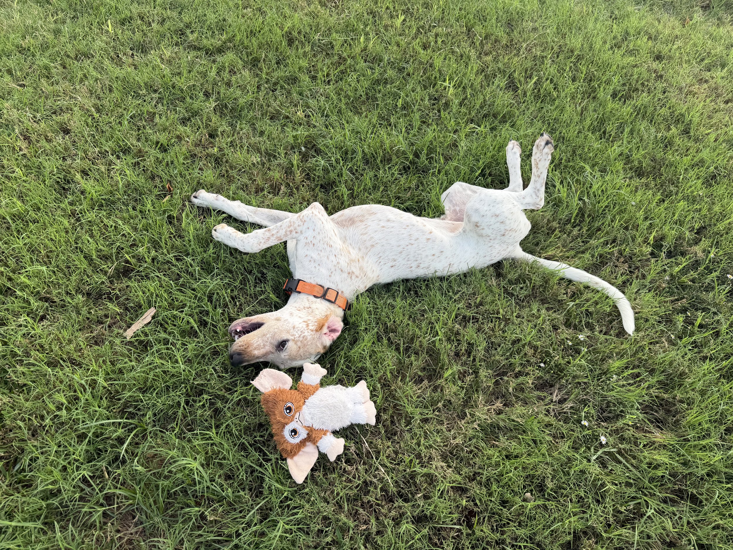 English Pointer, Pointer, GSP, adopt, rescue, Dallas, Colorado, McKinney, Plano, DFW, North Texas, Grapevine, Frisco, Anna, Nebraska, dog