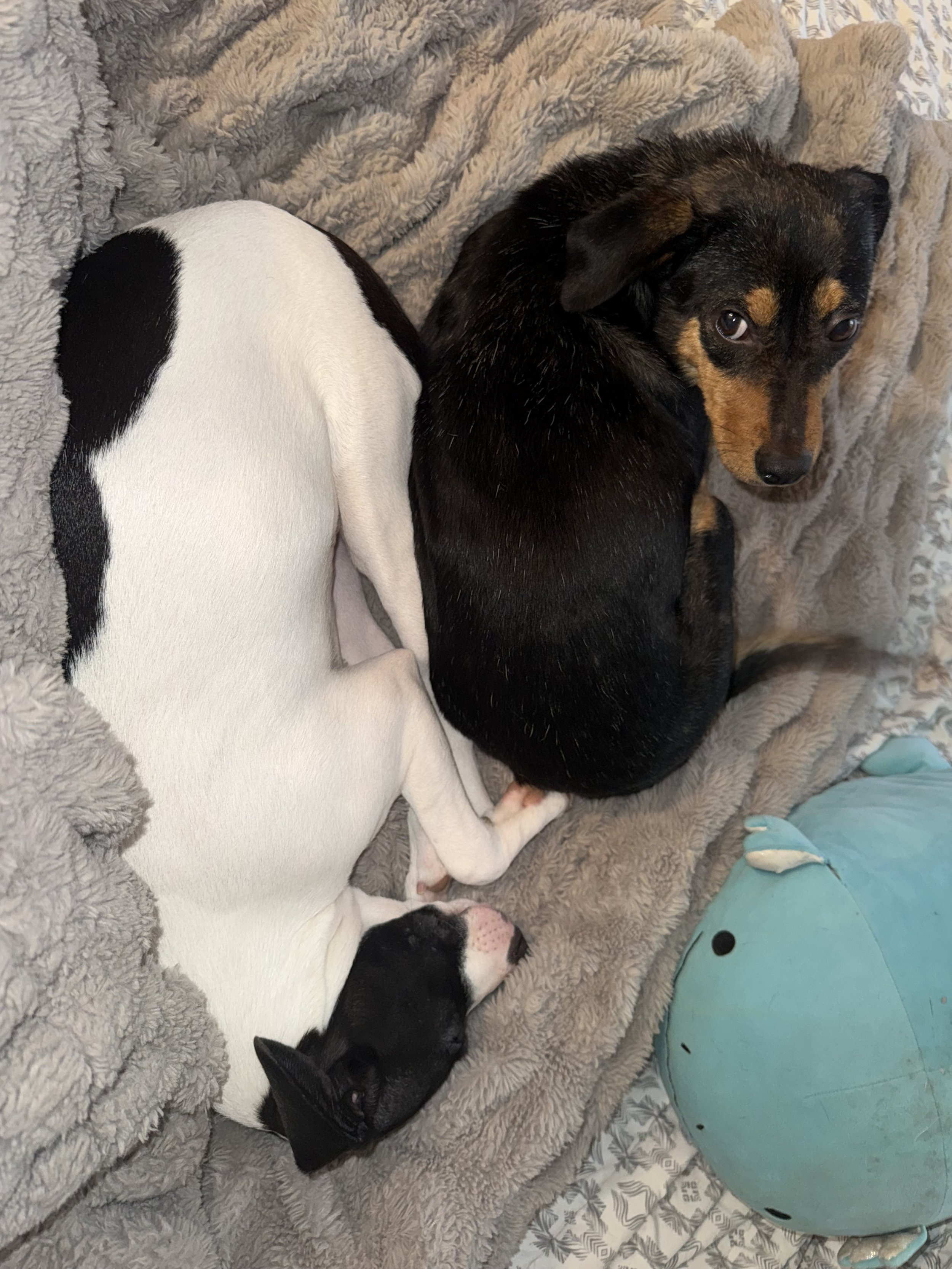 Rescue, adopt, Dallas, summer, Shepherd mix, DFW, Plano, Fort Worth