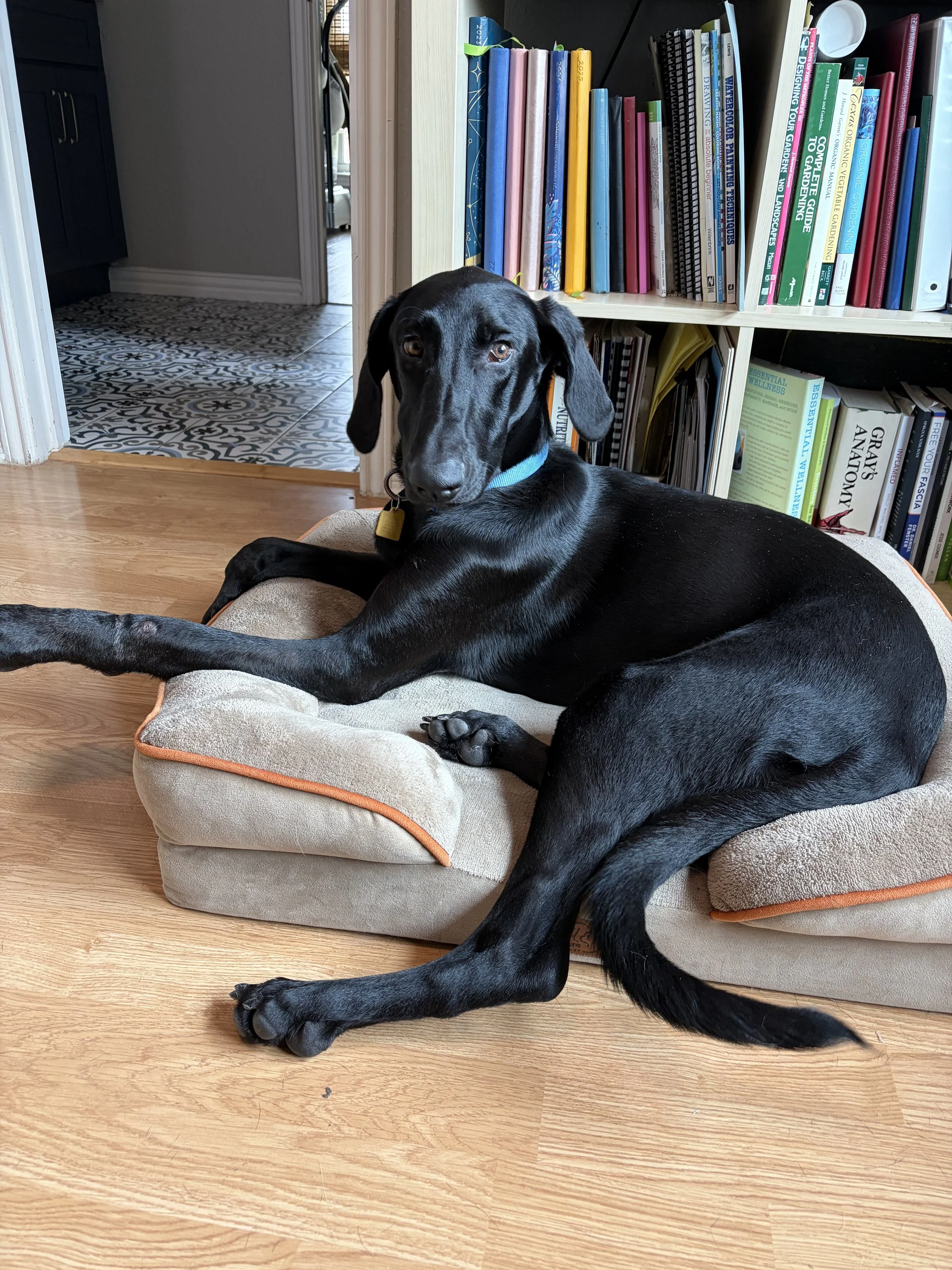Pointer, GSP, Black Labrador, Dallas, DFW, Plano, McKinney, adopt, rescue, Colorado, Frisco, Fort Worth,