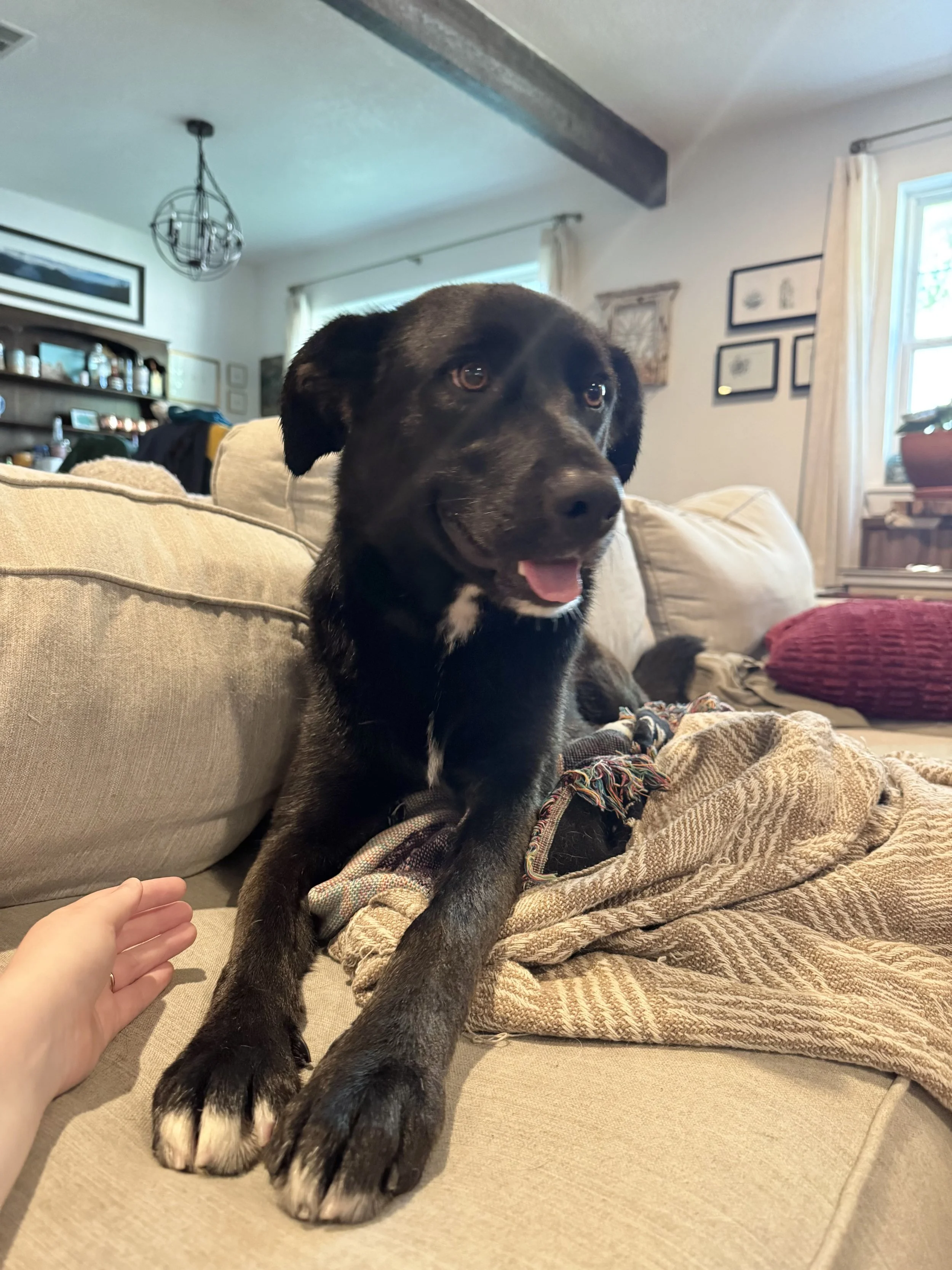 Black Labrador, dog, rescue, adopt, McKinney, DFW, Plano, Frisco, summer