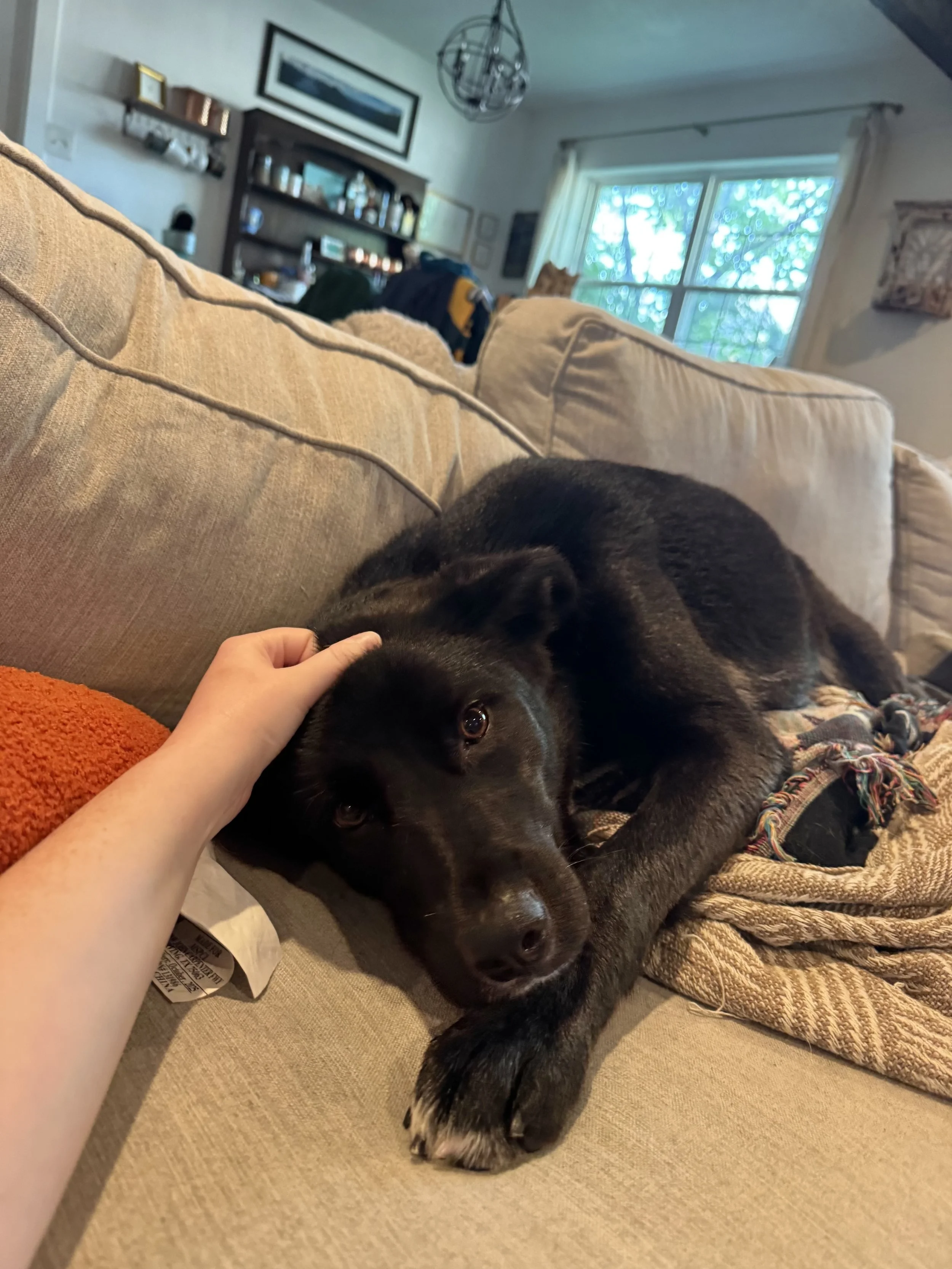 Black Labrador, dog, rescue, adopt, McKinney, DFW, Plano, Frisco, summer
