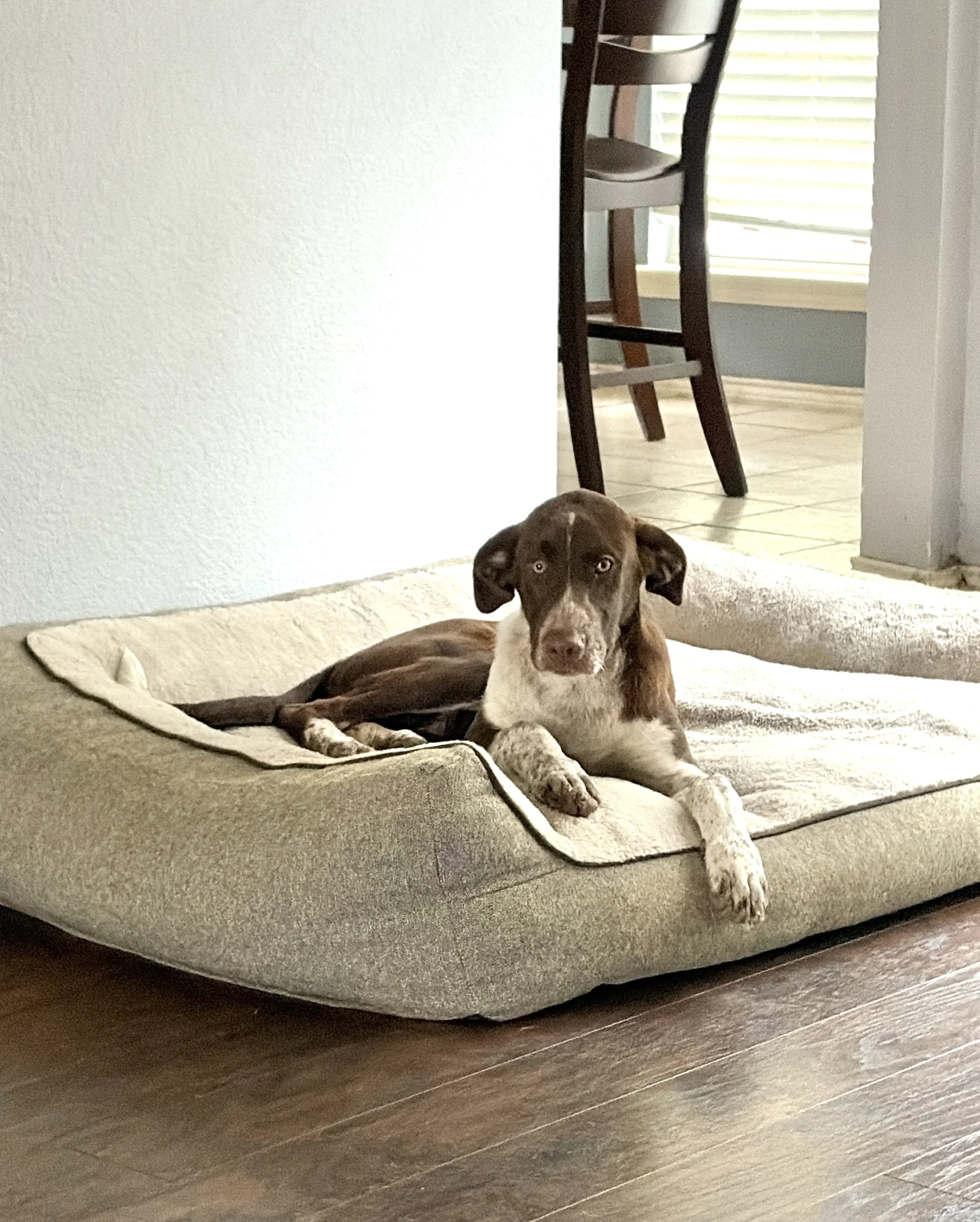 Pointer, German Shorthaired Pointer, bird dog, DFW, Dallas, summer, rescue, adopt, dog