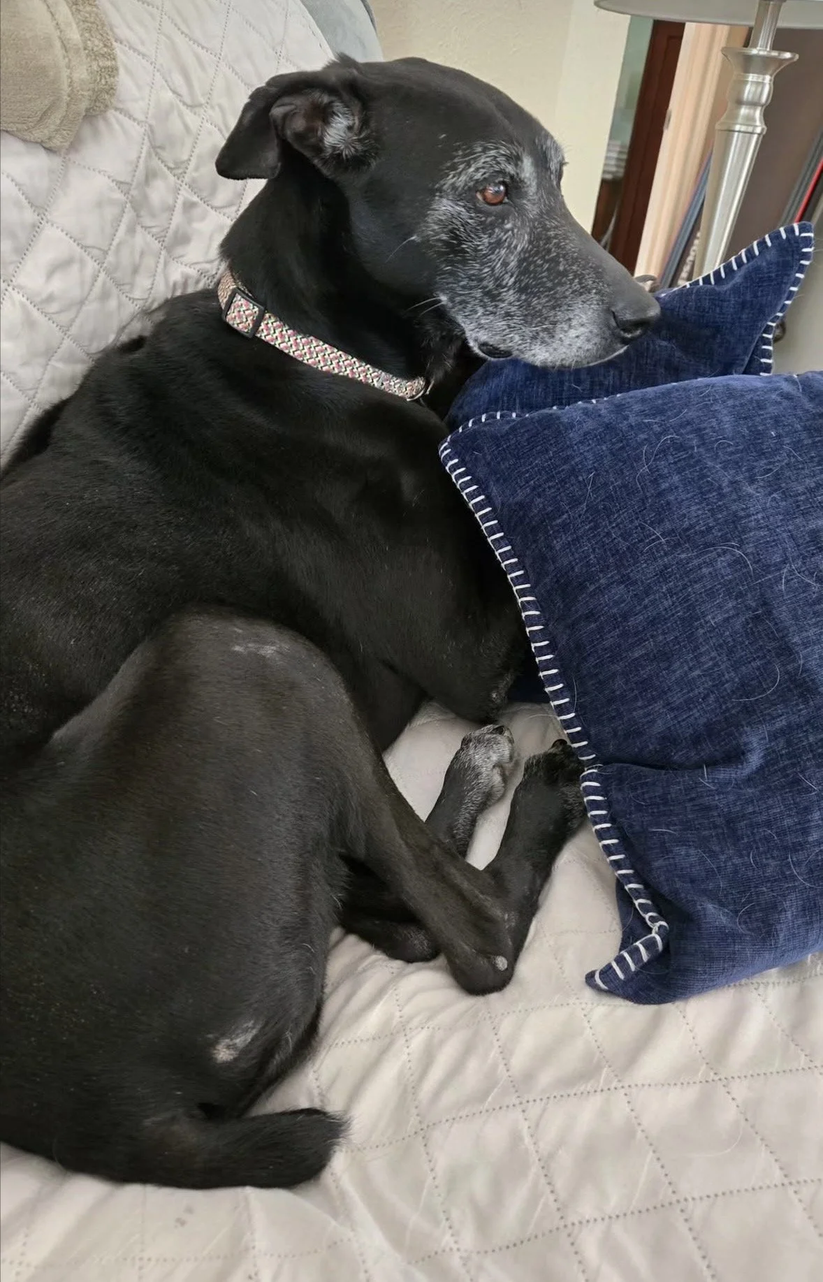 Senior dog, frosted face, GSP, Pointer, Dallas, McKinney, Plano, Frisco, Highland Park, black dog