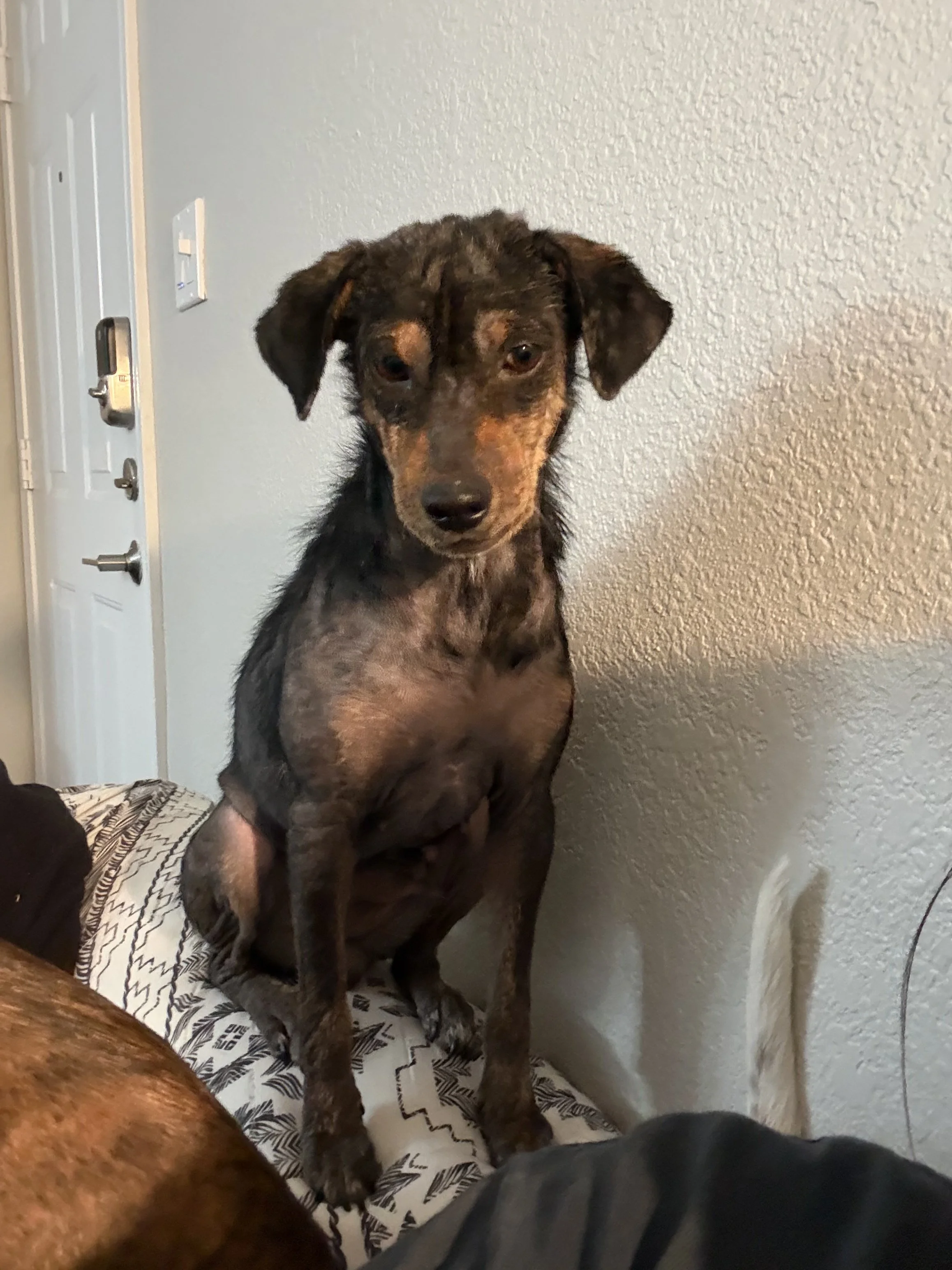 Rescue, adopt, Dallas, summer, Shepherd mix, DFW, Plano, Fort Worth