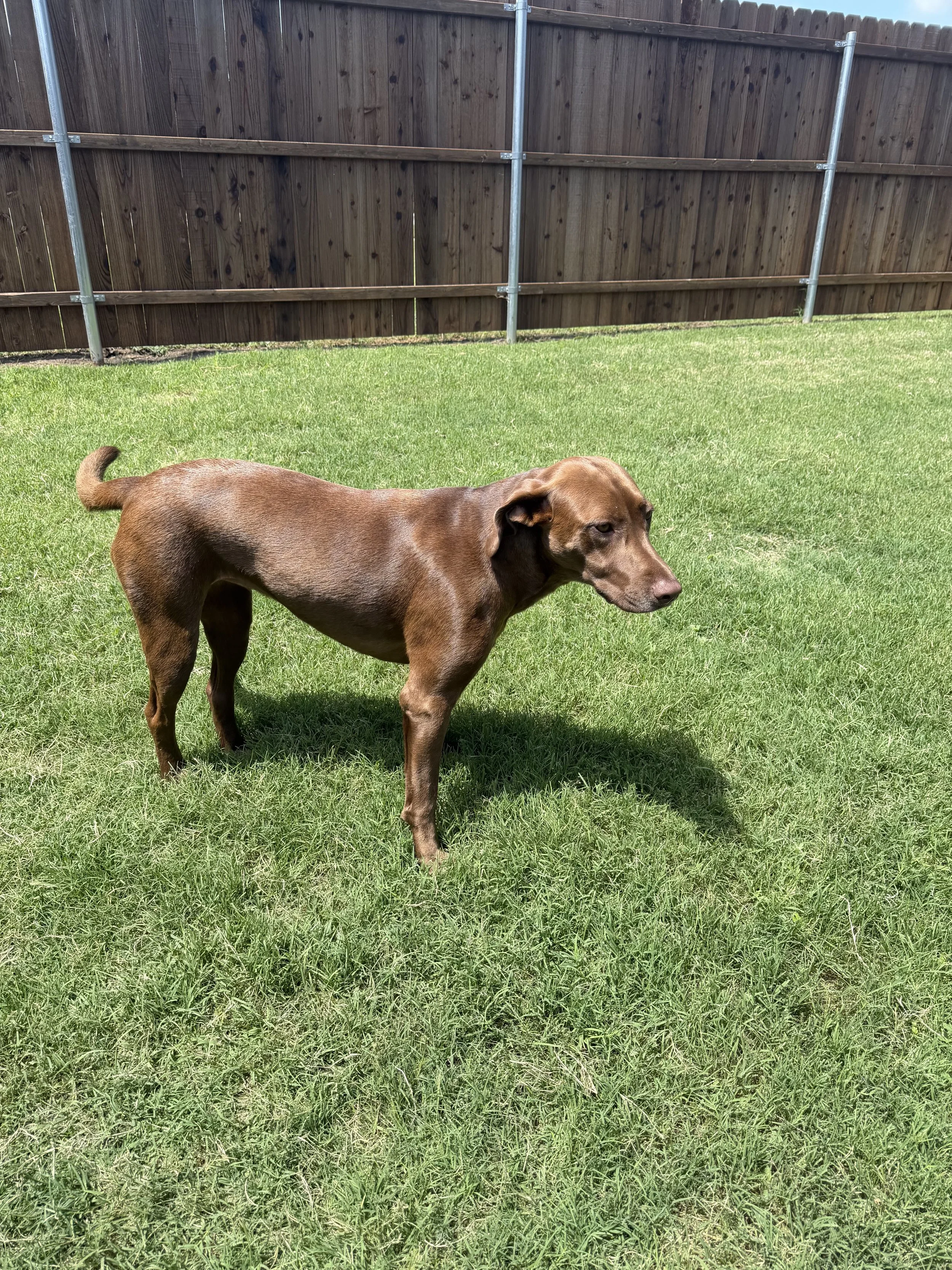 Chocolate Labrador, DFW, adopt, rescue, dog, McKinney, Texas, Plano, Frisco, summer