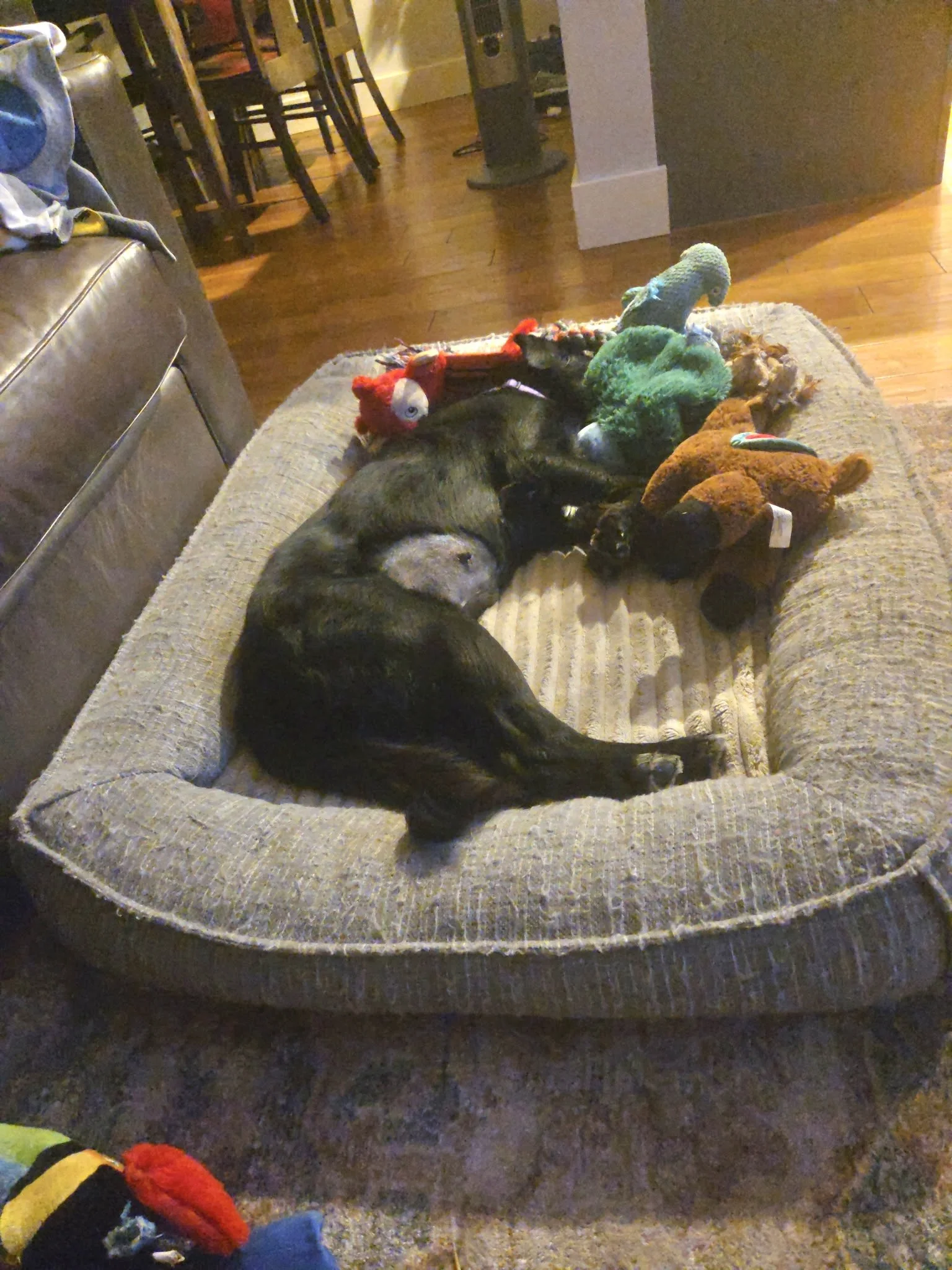 Flat-coated Retriever, Retriever, Black Labrador Retriever mix, adopt, rescue dog, Dallas