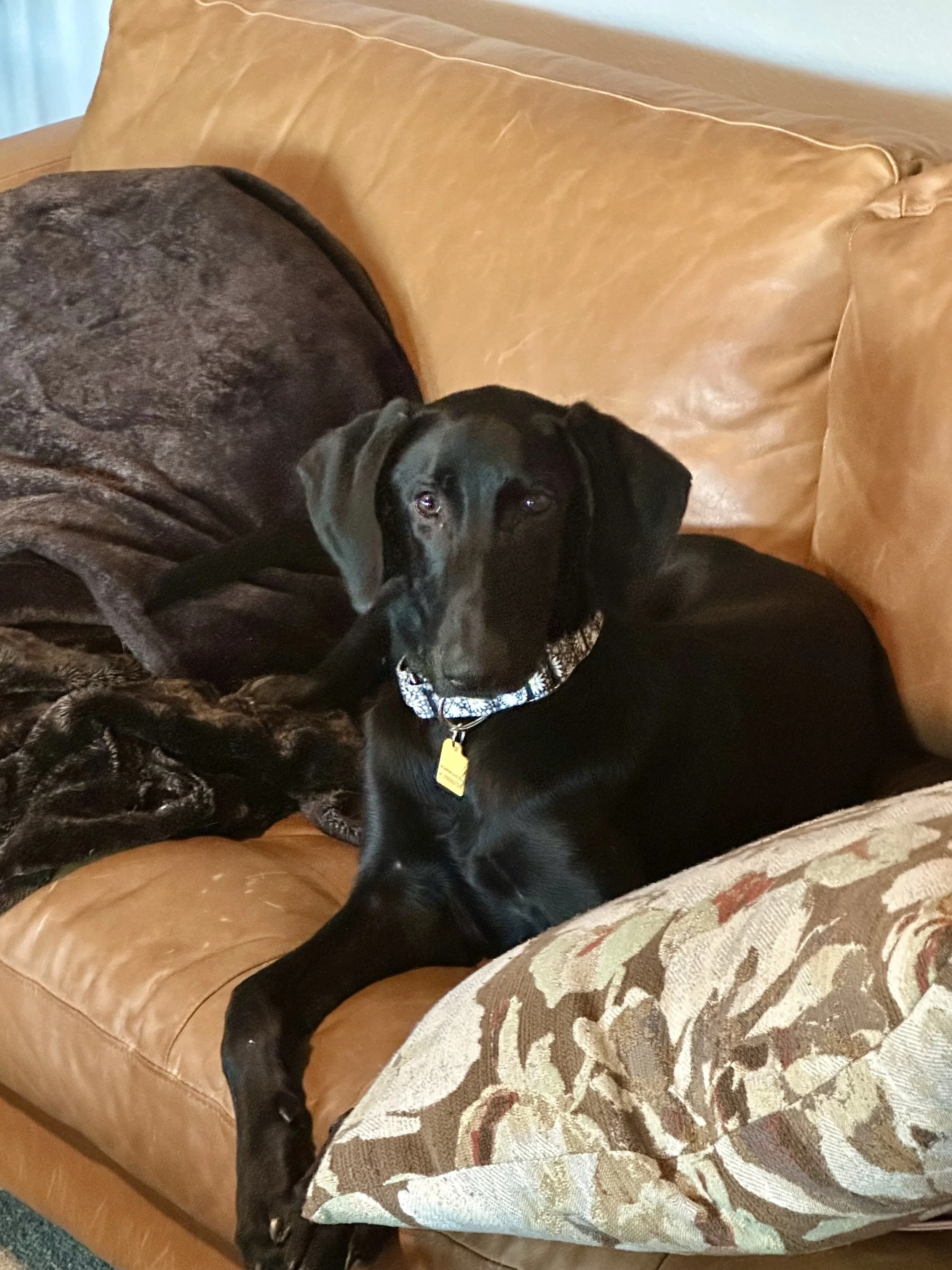 Pointer, GSP, Black Labrador, Dallas, DFW, Plano, McKinney, adopt, rescue, Colorado, Frisco, Fort Worth