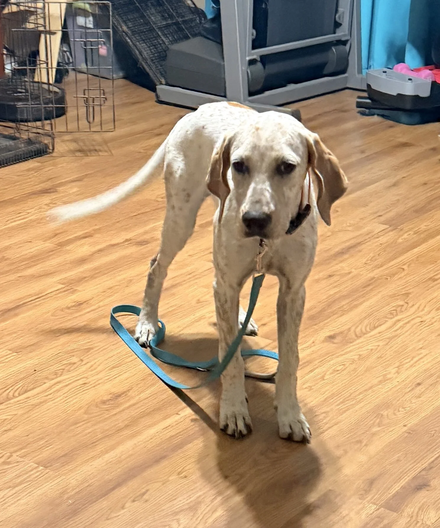 English Pointer, Pointer, GSP, adopt, rescue, Dallas, Colorado, McKinney, Plano, DFW, North Texas, Grapevine, Frisco, Anna, Nebraska, dog