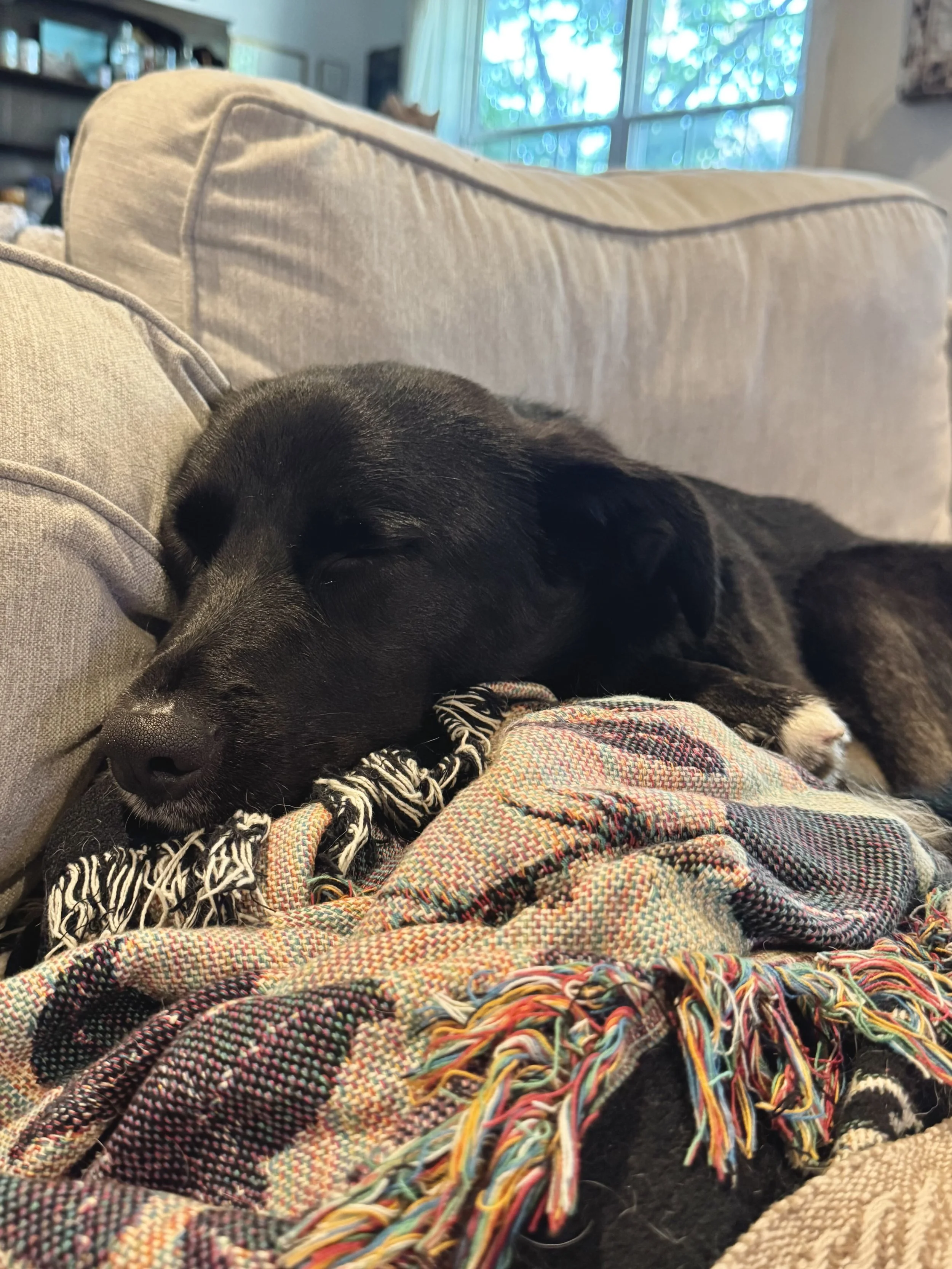 Black Labrador, dog, rescue, adopt, McKinney, DFW, Plano, Frisco, summer