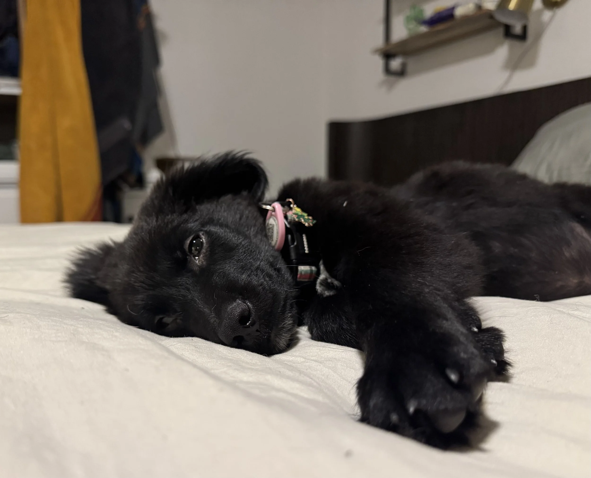 Flat Coated Retriever, Black Labrador Retriever, Retriever, Dallas, McKinney, Plano, Frisco, Carrollton, rescue, adopt, puppy