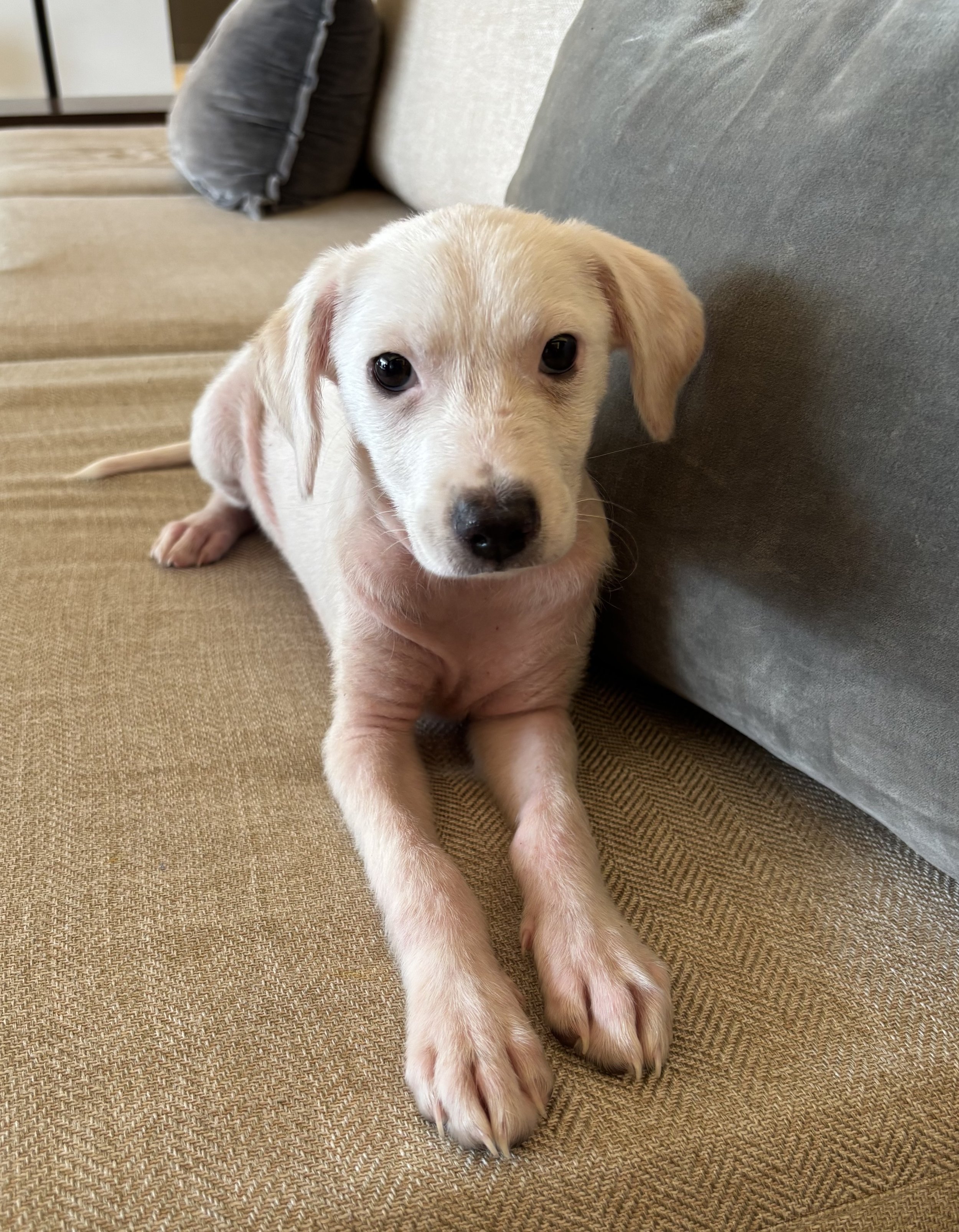 Puppy, white Labrador, Labrador, DFW, Plano, McKinney, Frisco, Dallas, Fort Worth, labrador puppy, adoptable, rescue dog