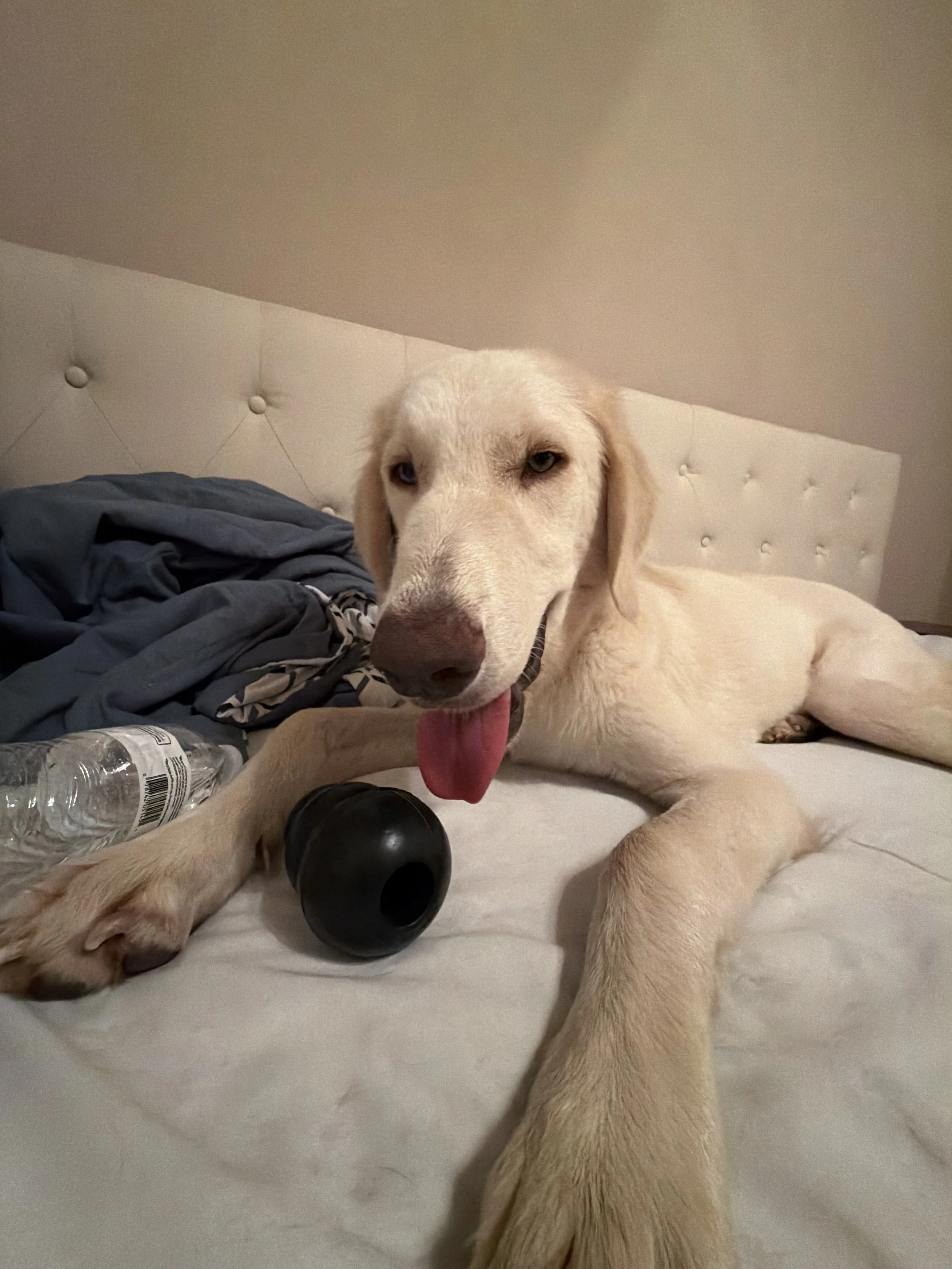 Golden Retriever mix, Labrador mix, yellow lab, Dallas, DFW, Ana, Texas, adopt, rescue, Frisco, Plano, McKinney, Grapevine