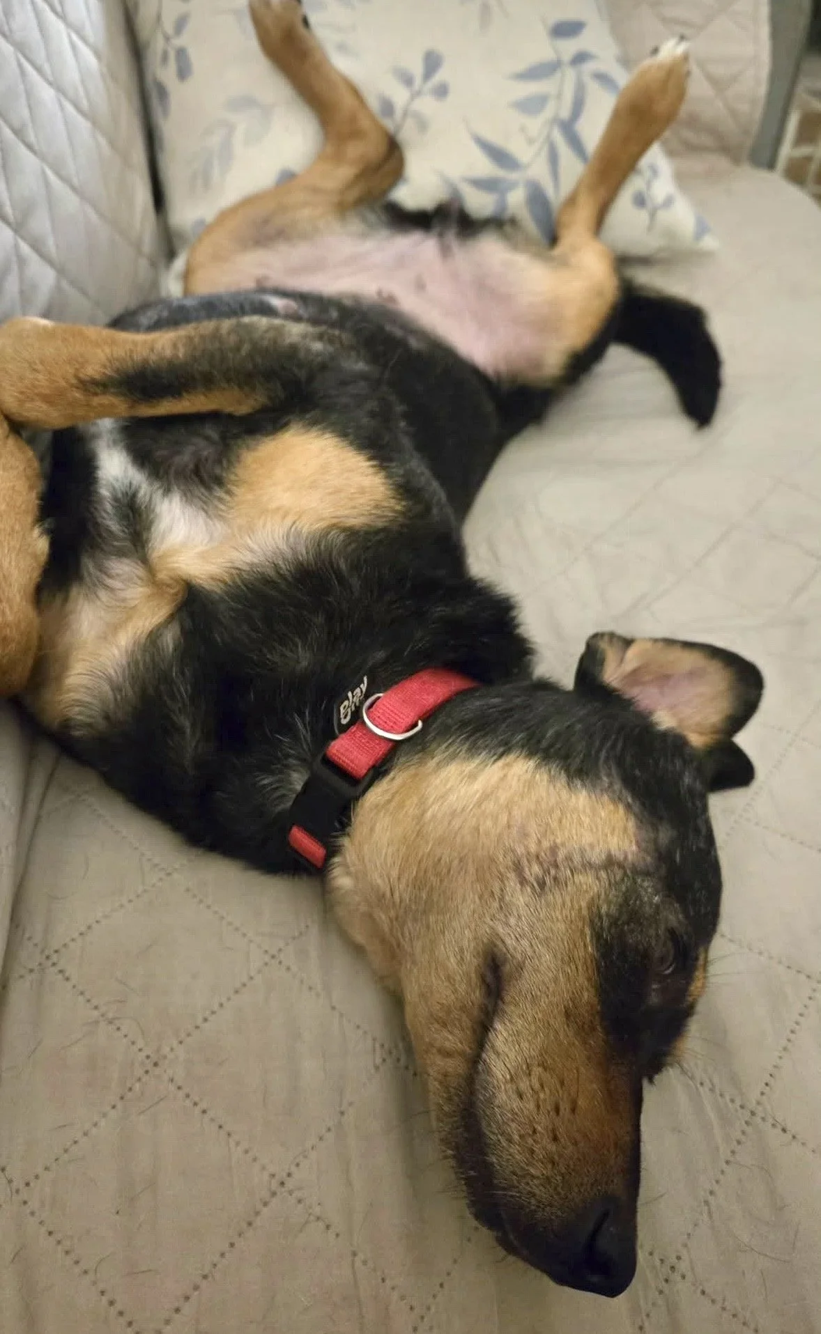 Rescue, adopt, Dallas, summer, Shepherd mix, DFW, Plano, Fort Worth