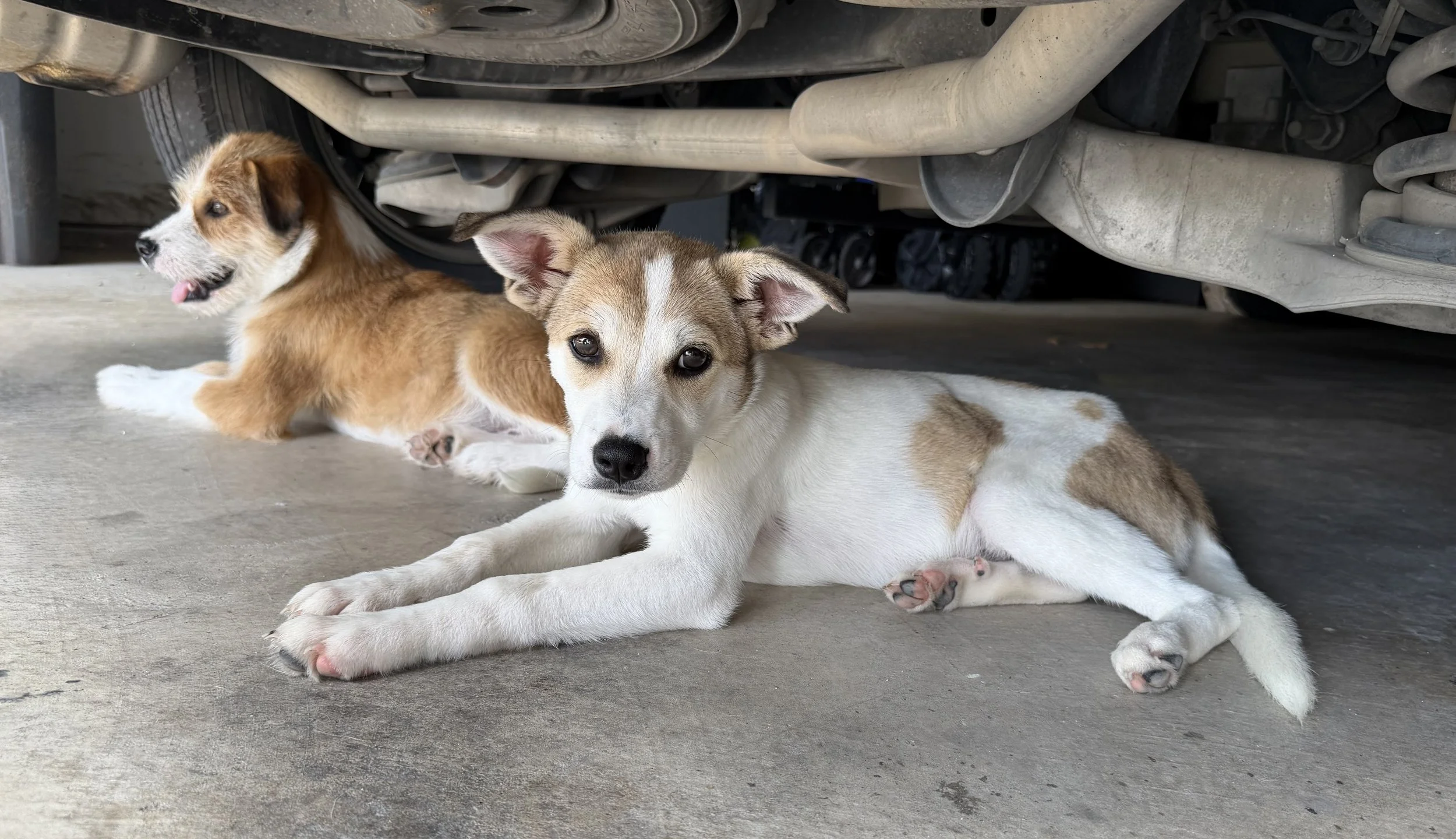 Terrier mix, summer, DFW, rescue dog, dog, puppy, adopt, Plano, TX, Frisco
