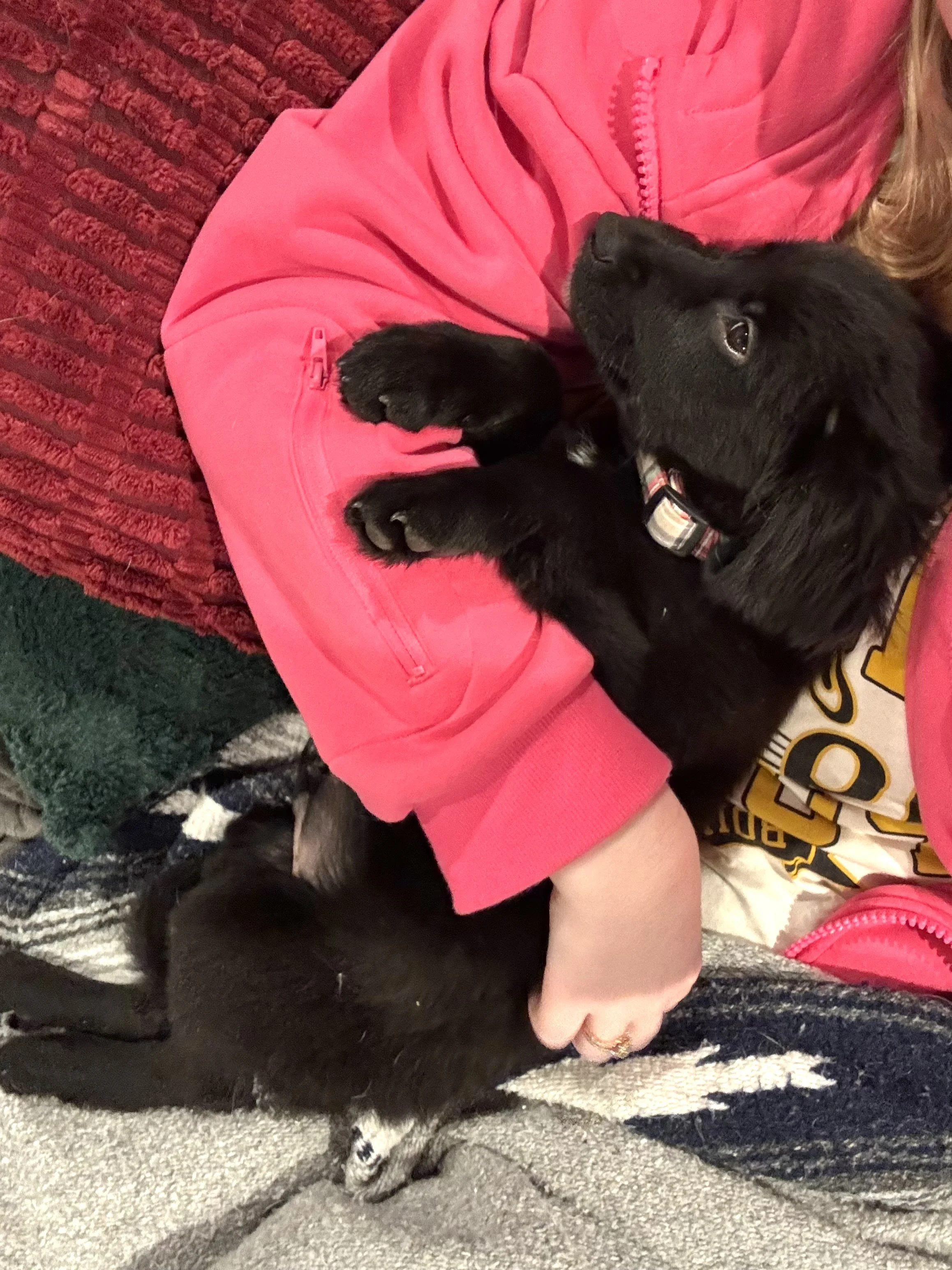 Flat Coated Retriever, Black Labrador Retriever, Retriever, Dallas, McKinney, Plano, Frisco, Carrollton, rescue, adopt, puppy