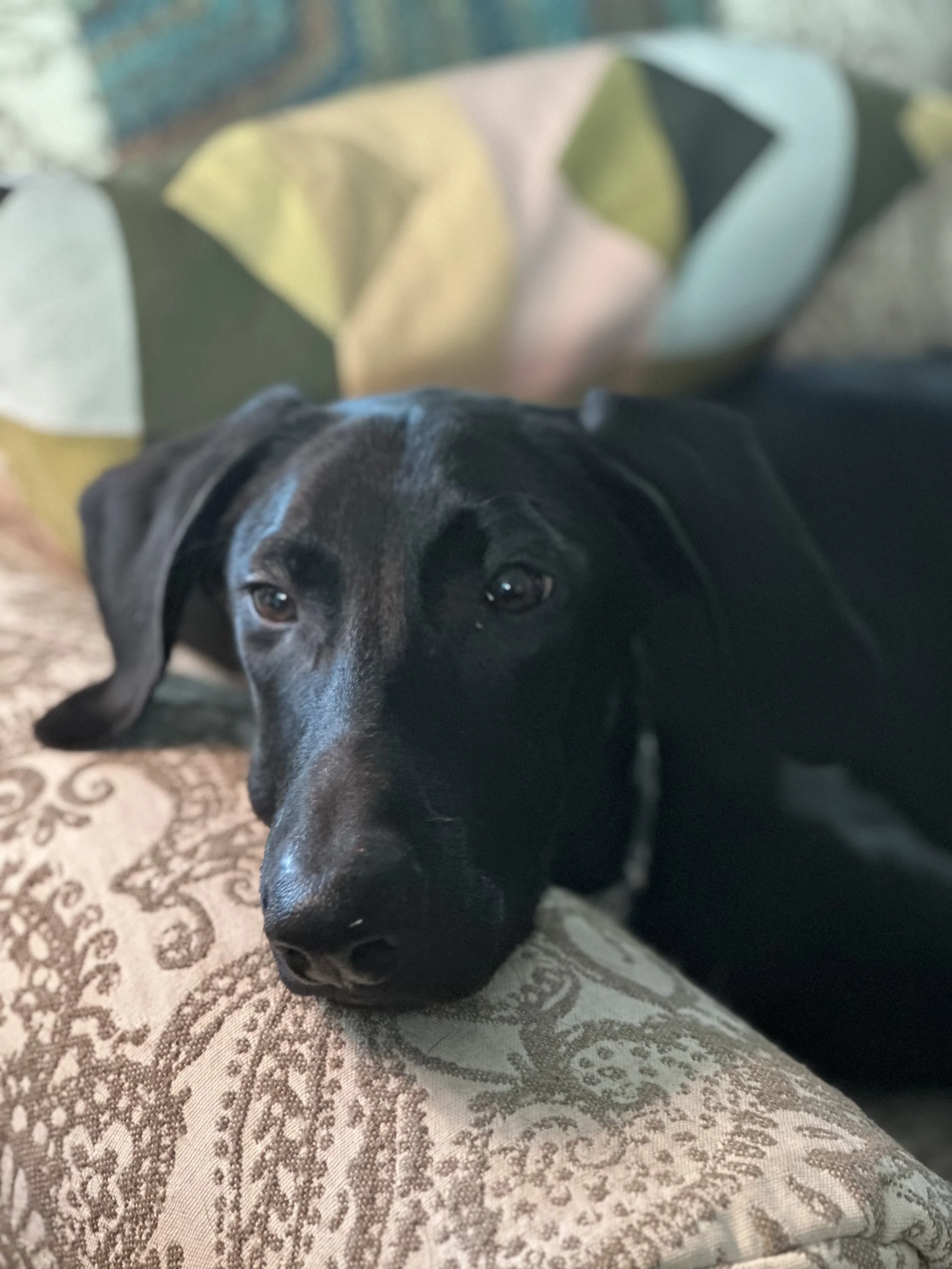 Pointer, GSP, Black Labrador, Dallas, DFW, Plano, McKinney, adopt, rescue, Colorado, Frisco, Fort Worth