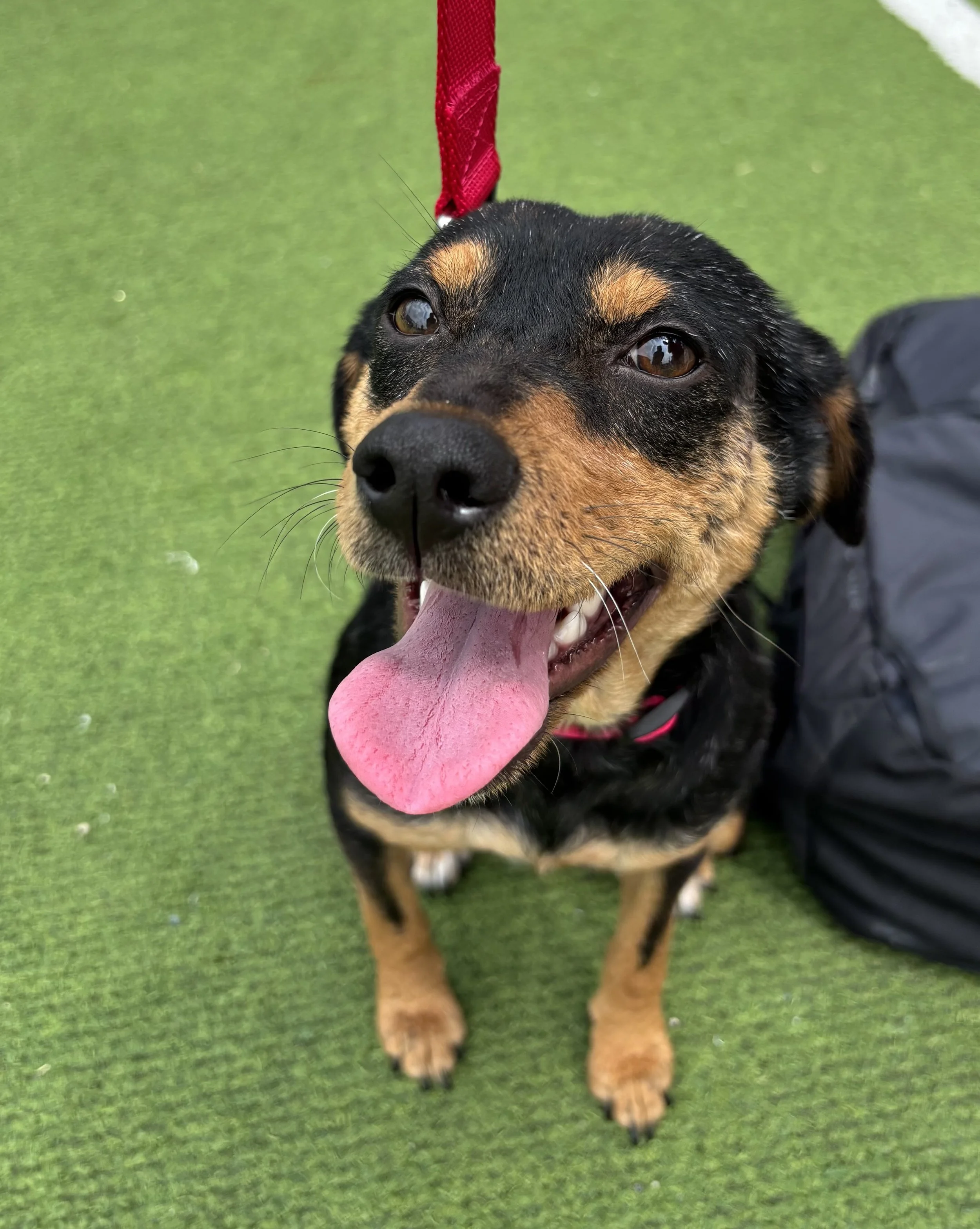 Rescue, adopt, Dallas, summer, Shepherd mix, DFW, Plano, Fort Worth
