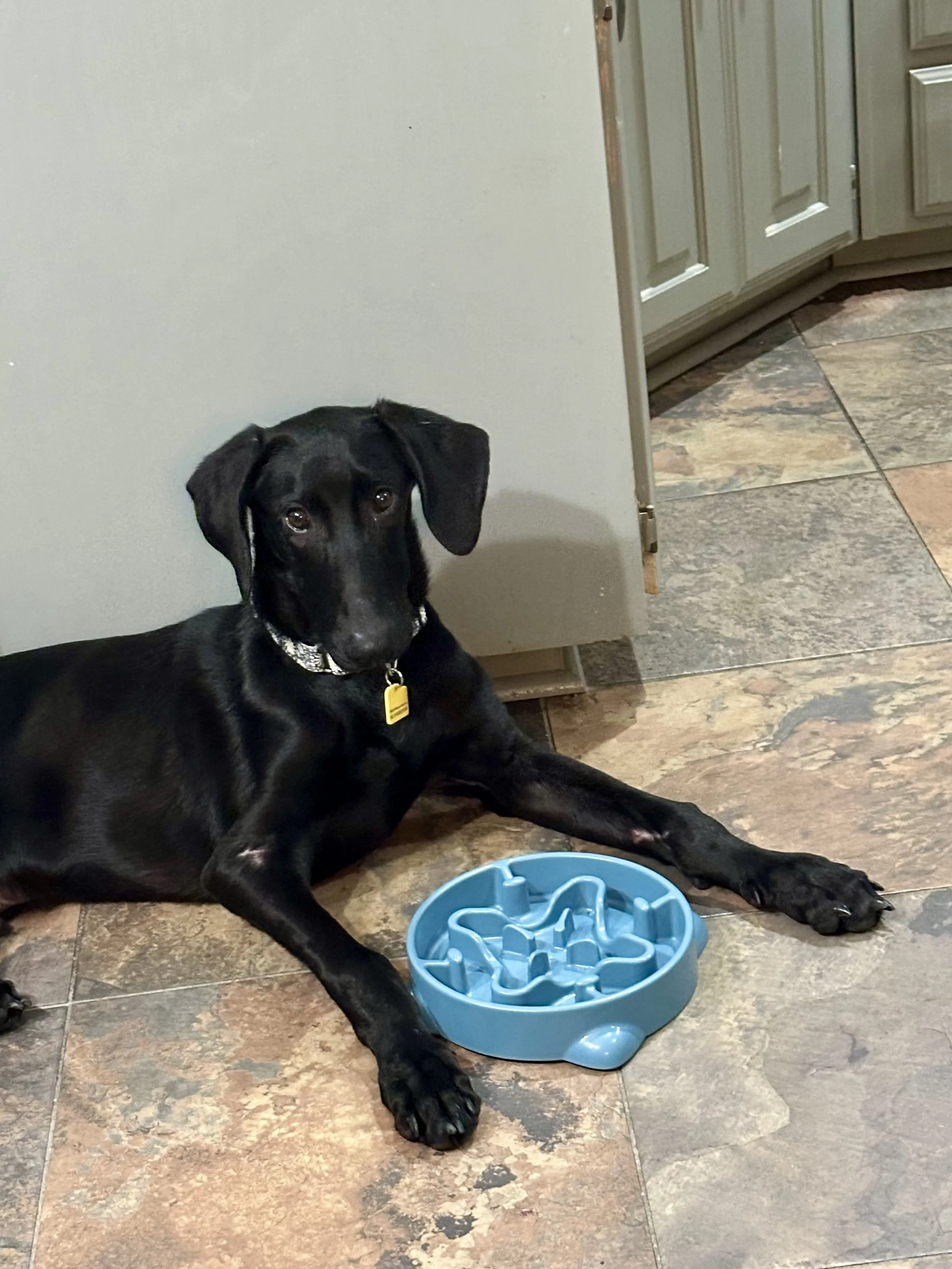 Pointer, GSP, Black Labrador, Dallas, DFW, Plano, McKinney, adopt, rescue, Colorado, Frisco, Fort Worth
