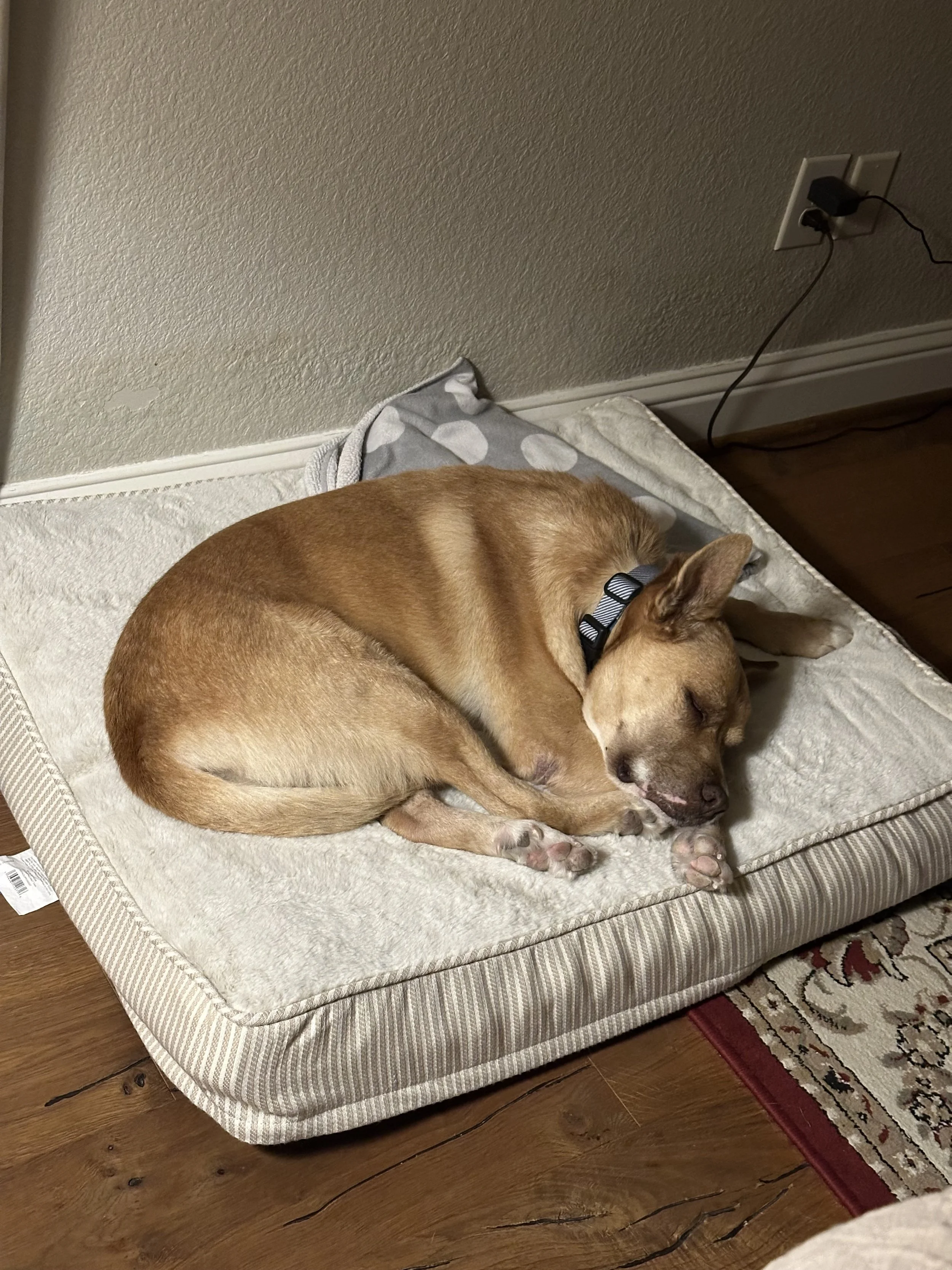 Carolina dog, mutt, rescue, adopt, tan dog, Dallas, Texas, Plano, McKinney, Grapevine