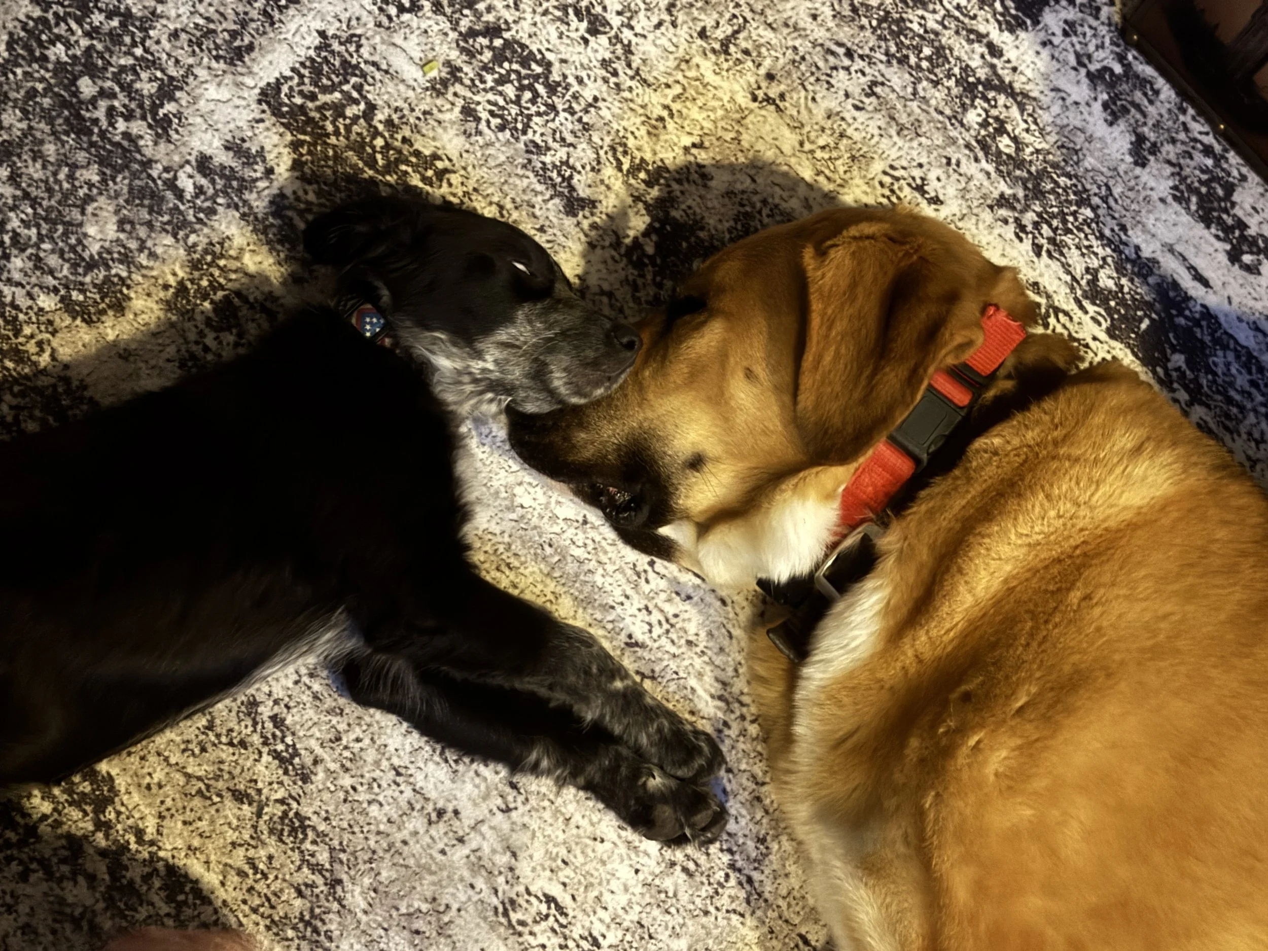 Pointer puppy, puppy, GSP puppy, German Shorthaired puppy, DFW, McKinney, Fort Worth, Texas, rescue, adopt, Southlake, kid-friendly