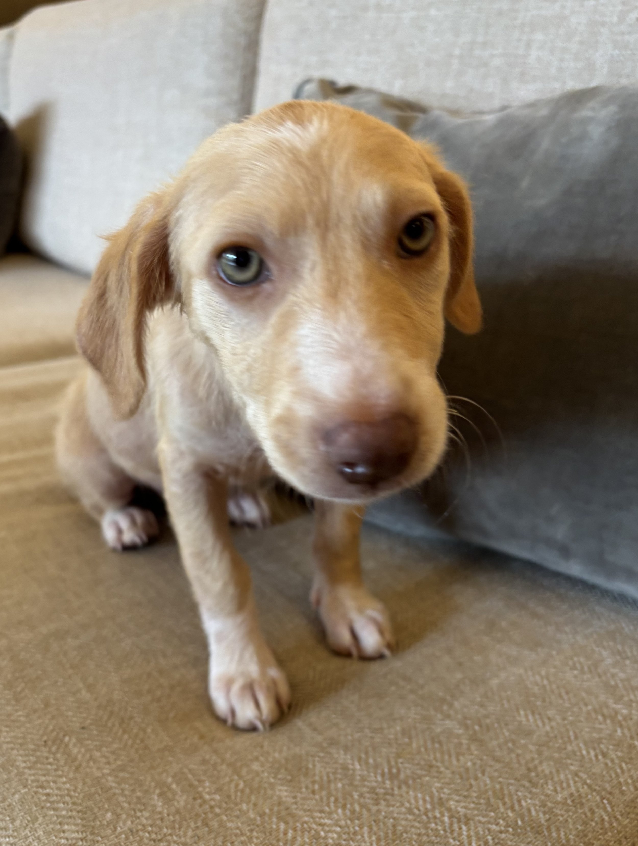 Puppy, Golden Retriever, Golden Retriever puppy,Labrador, DFW, Plano, McKinney, Frisco, Dallas, Fort Worth, labrador puppy, adoptable, rescue dog
