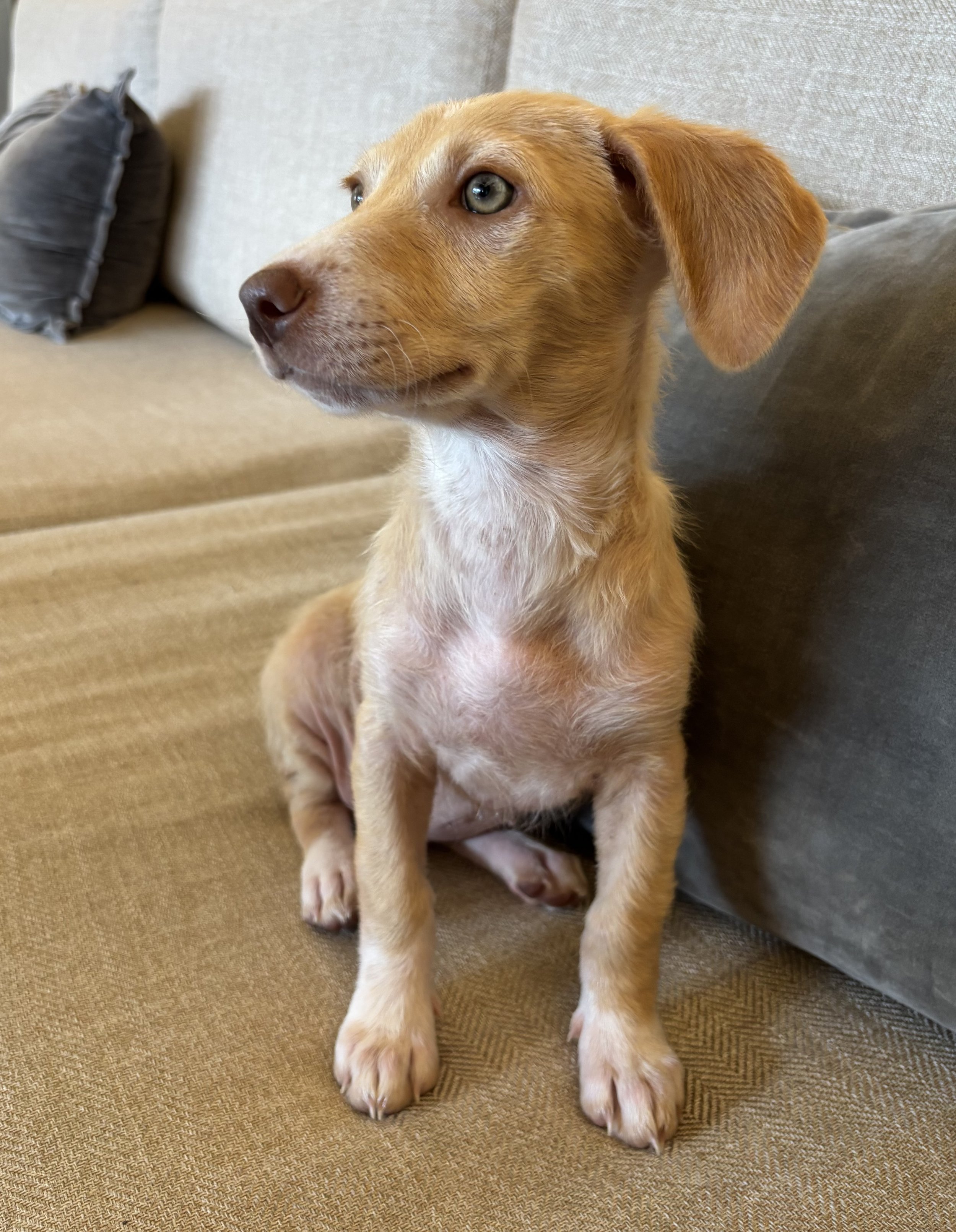Puppy, Golden Retriever, Golden Retriever puppy,Labrador, DFW, Plano, McKinney, Frisco, Dallas, Fort Worth, labrador puppy, adoptable, rescue dog
