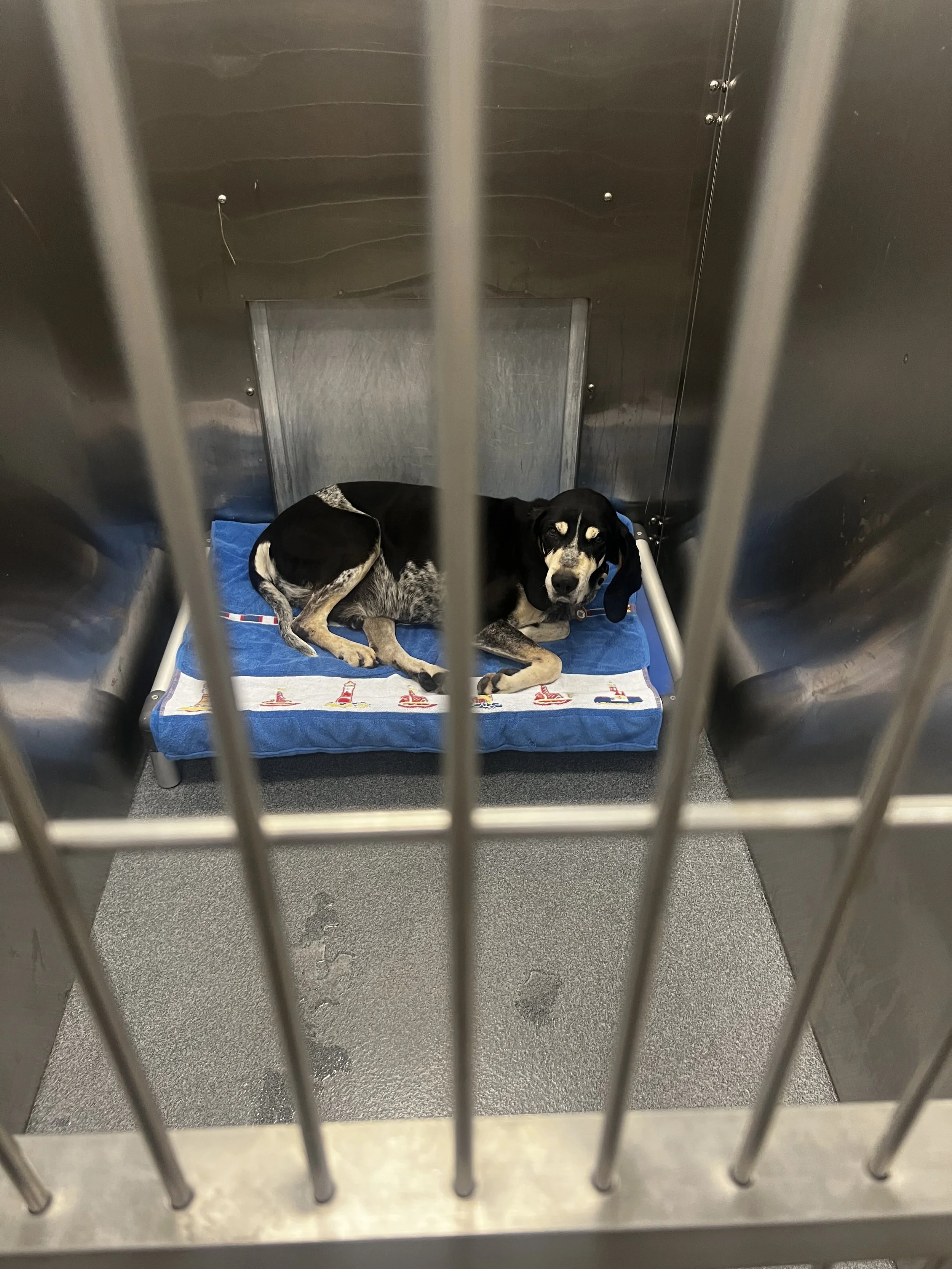 Bluetick Coonhound, Hound, Dallas, Adopt, rescue dog, I would rather be with my dog, McKinney, Plano, Fort Worth, pizza, DFW, London