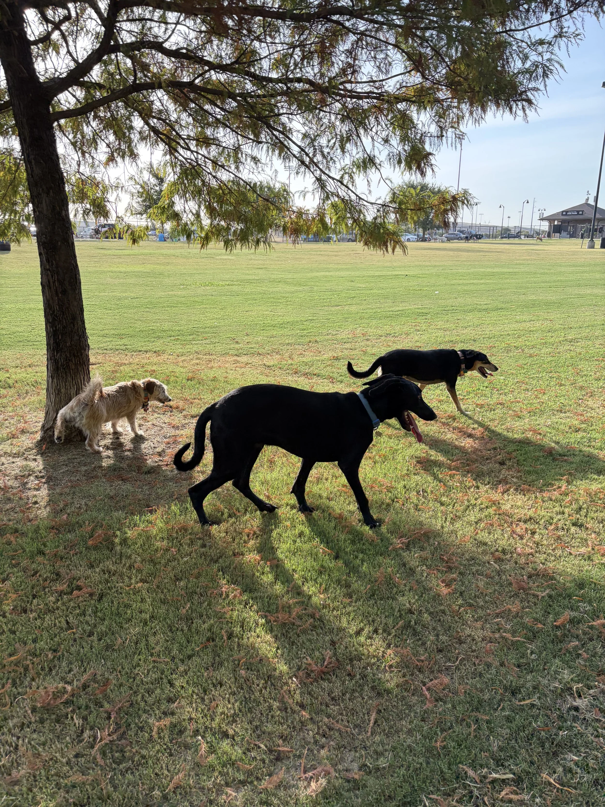 Pointer, GSP, Black Labrador, Dallas, DFW, Plano, McKinney, adopt, rescue, Colorado, Frisco, Fort Worth
