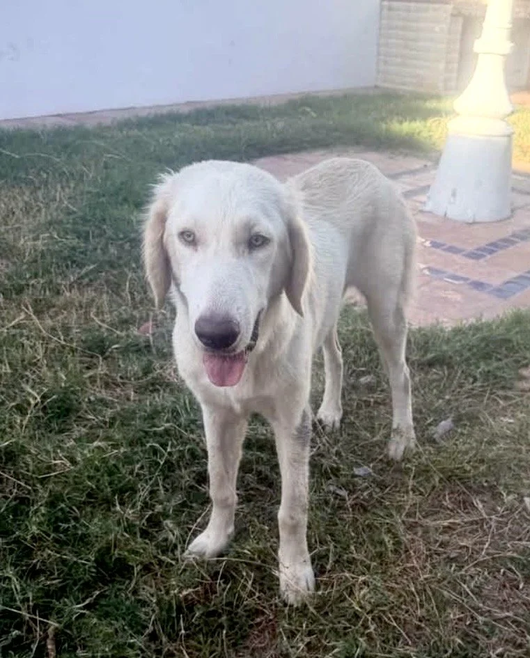 Golden Retriever mix, Labrador mix, yellow lab, Dallas, DFW, Ana, Texas, adopt, rescue, Frisco, Plano, McKinney, Grapevine