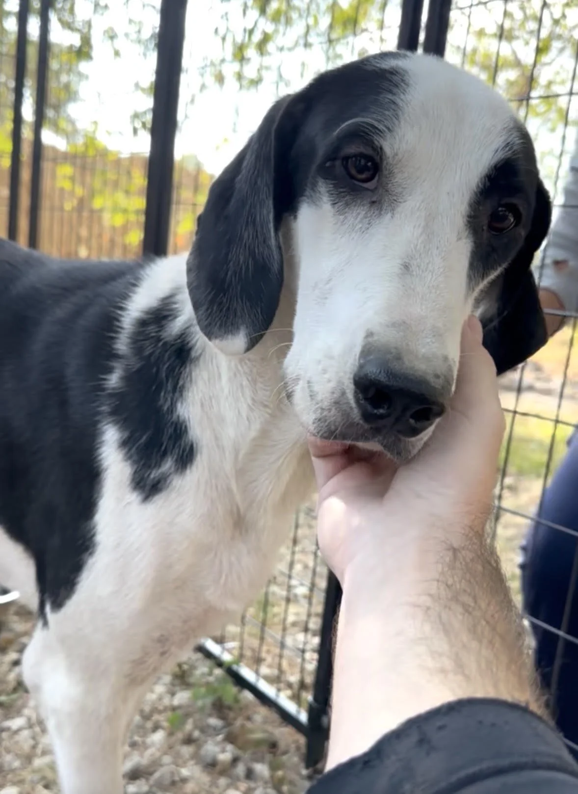 Pointer, GSP, mixed breed, Labrador, black and white dog, Dallas, rescue, adopt, Frisco, Anna, McKinney, DFW, Great Dane mix