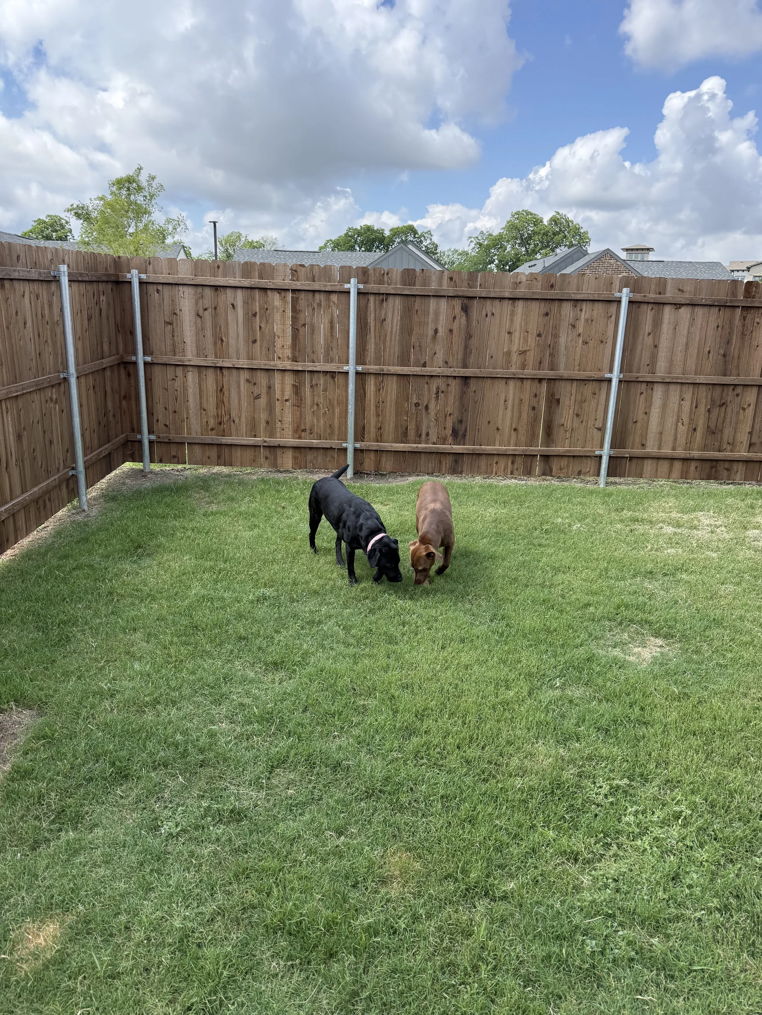 Chocolate Labrador, DFW, adopt, rescue, dog, McKinney, Texas, Plano, Frisco, summer