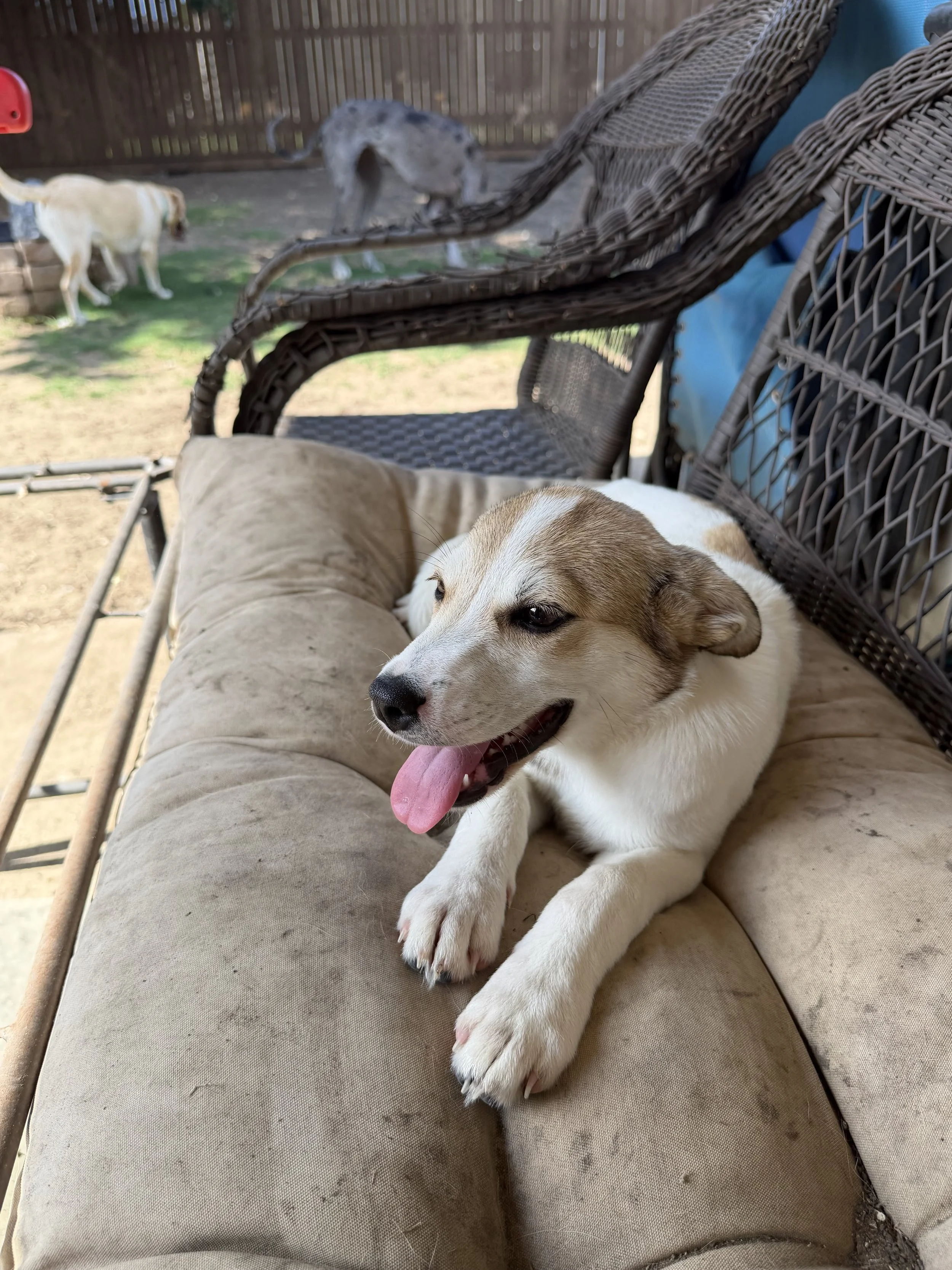 Terrier mix, summer, DFW, rescue dog, dog, puppy, adopt, Plano, TX, Frisco