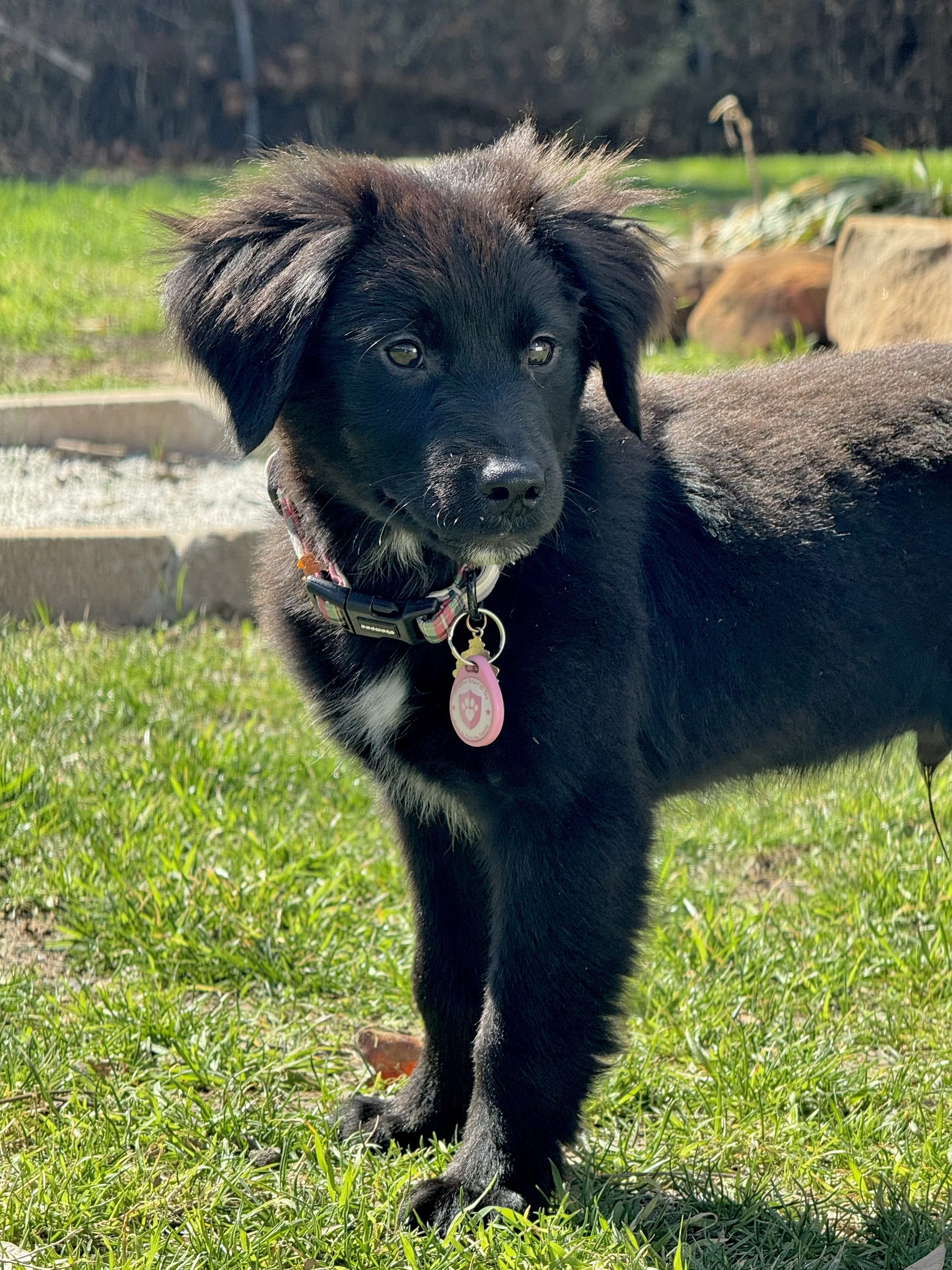 Flat Coated Retriever, Black Labrador Retriever, Retriever, Dallas, McKinney, Plano, Frisco, Carrollton, rescue, adopt, puppy