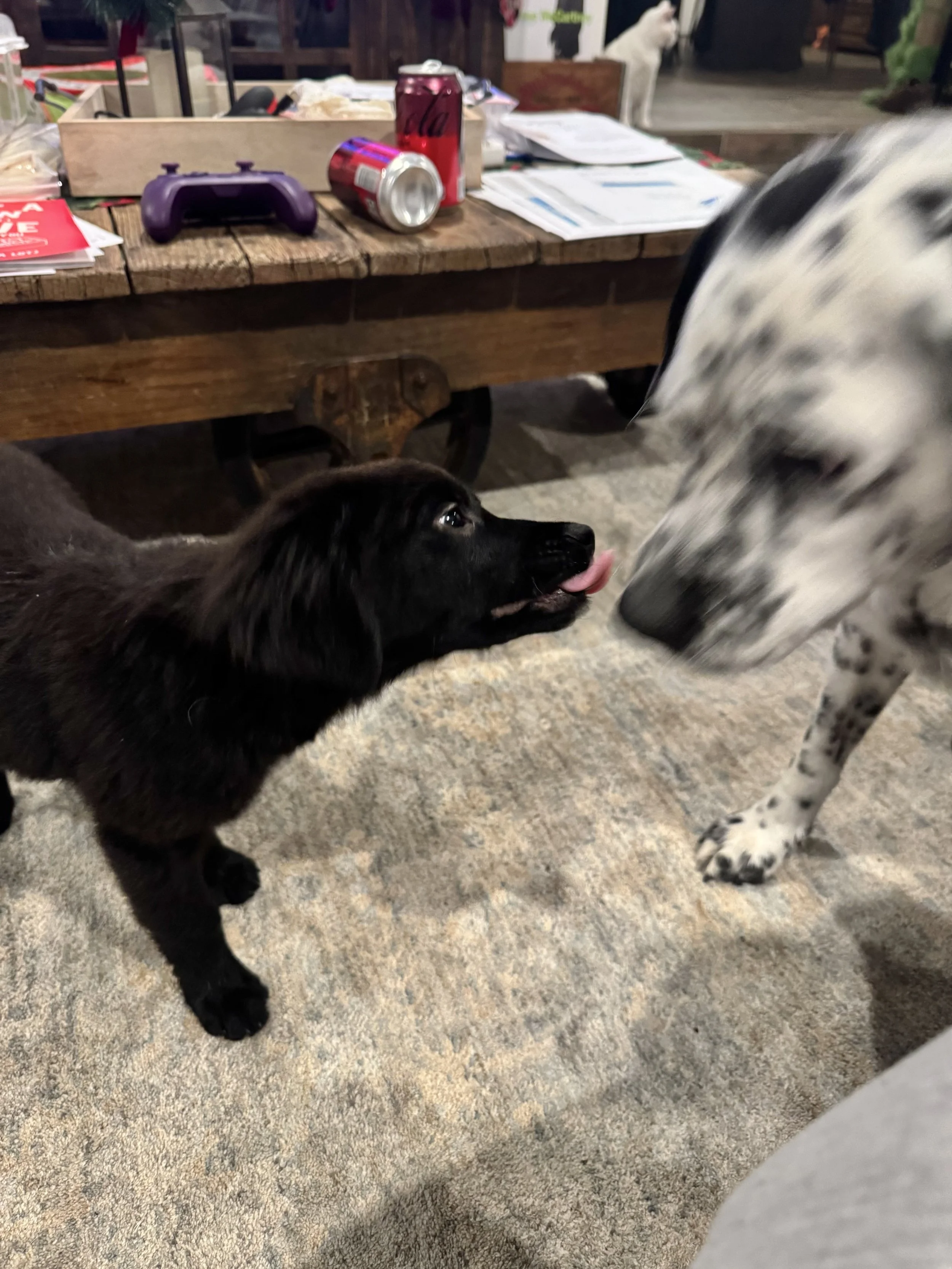 Flat Coated Retriever, Black Labrador Retriever, Retriever, Dallas, McKinney, Plano, Frisco, Carrollton, rescue, adopt, puppy