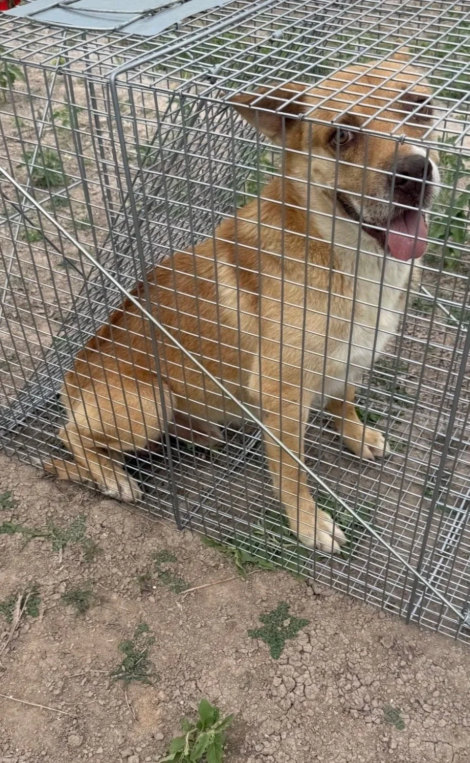 Carolina dog, mutt, rescue, adopt, tan dog, Dallas, Texas, Plano, McKinney, Grapevine