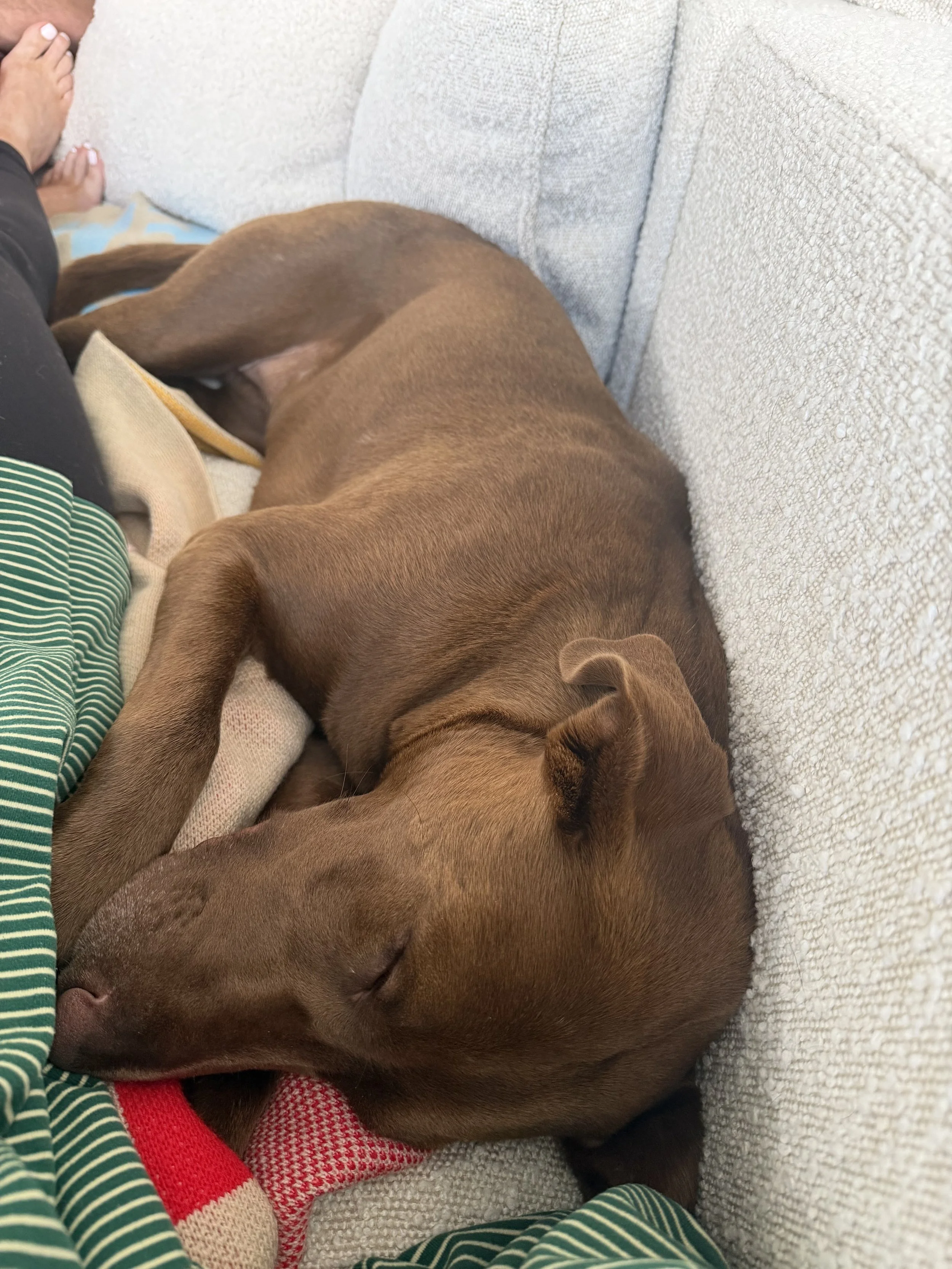 Chocolate Labrador, DFW, adopt, rescue, dog, McKinney, Texas, Plano, Frisco, summer
