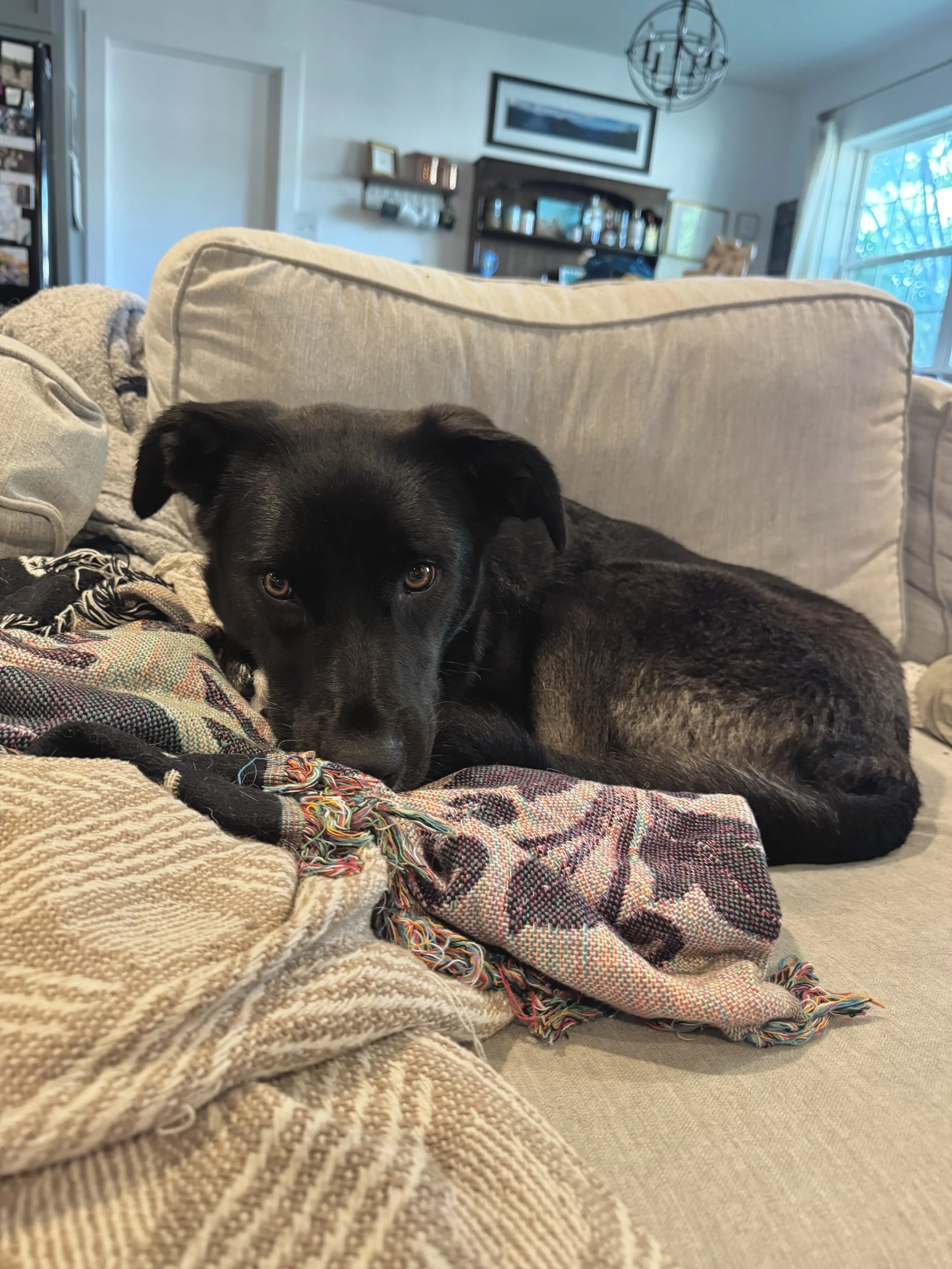 Black Labrador, dog, rescue, adopt, McKinney, DFW, Plano, Frisco, summer
