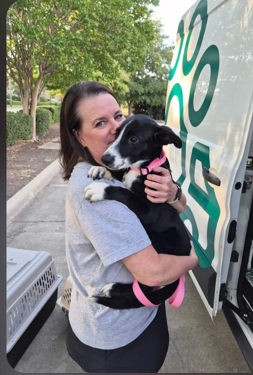 Pointer mix puppy, black and white dog, cute dog, big ears, Pointer, Dallas, McKinney, Plano, rescue, adopt