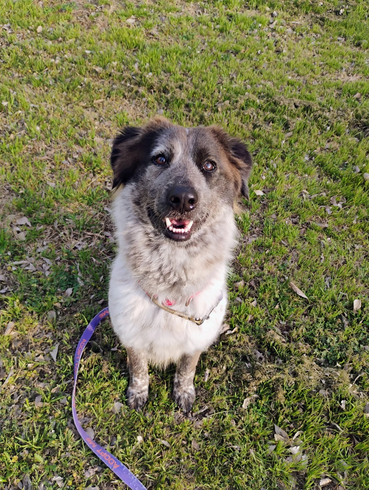 Australian Shepherd, Border Collie, DFW, Plano, McKinney, adopt, rescue dog, I would rather be with my dog, agility dog, flyball, dog training