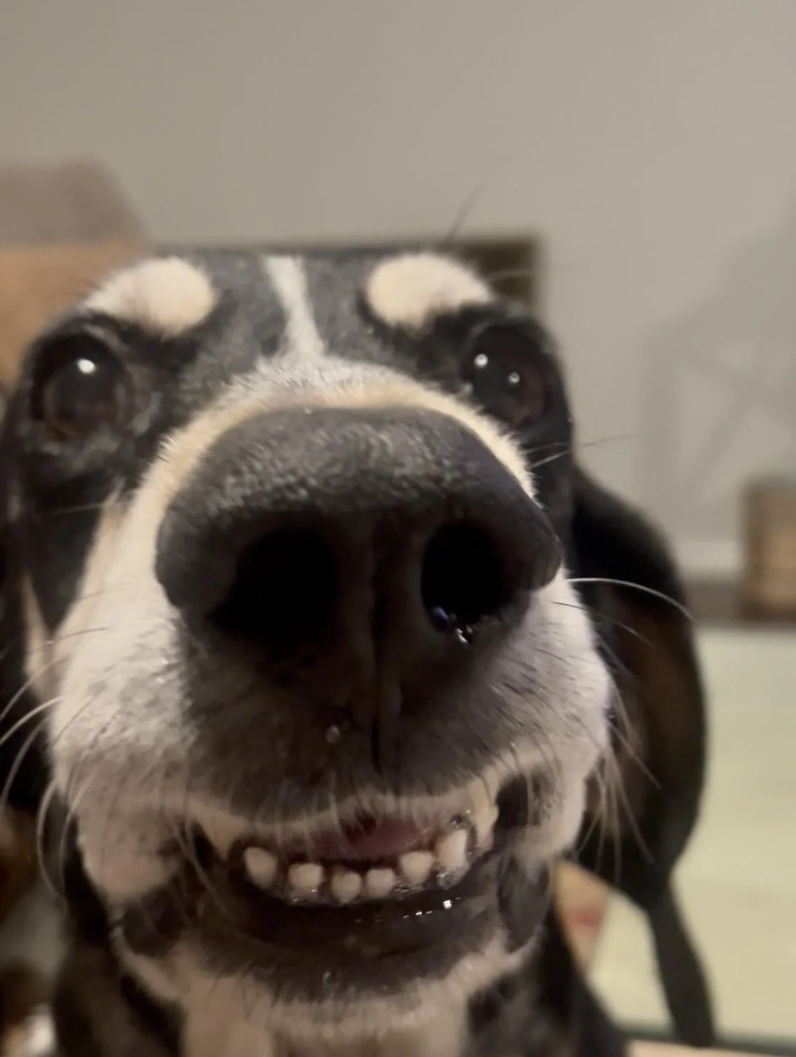 Bluetick Coonhound, Hound, Dallas, Adopt, rescue dog, I would rather be with my dog, McKinney, Plano, Fort Worth, pizza, DFW, London