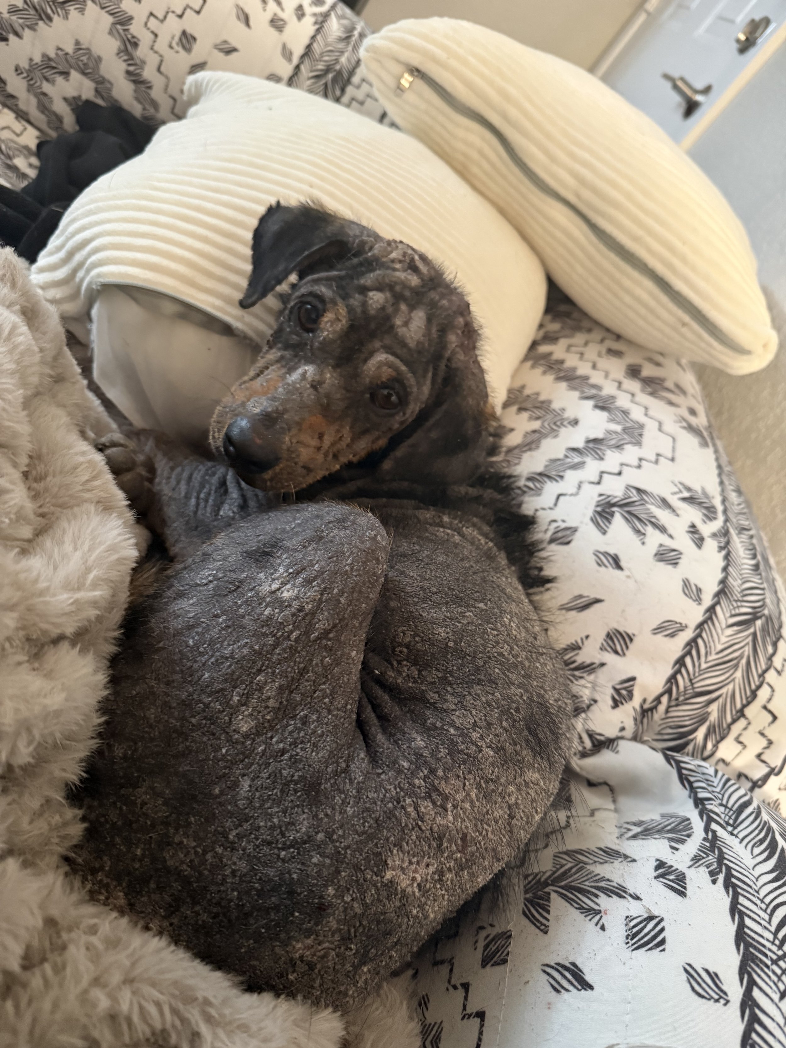 Rescue, adopt, Dallas, summer, Shepherd mix, DFW, Plano, Fort Worth