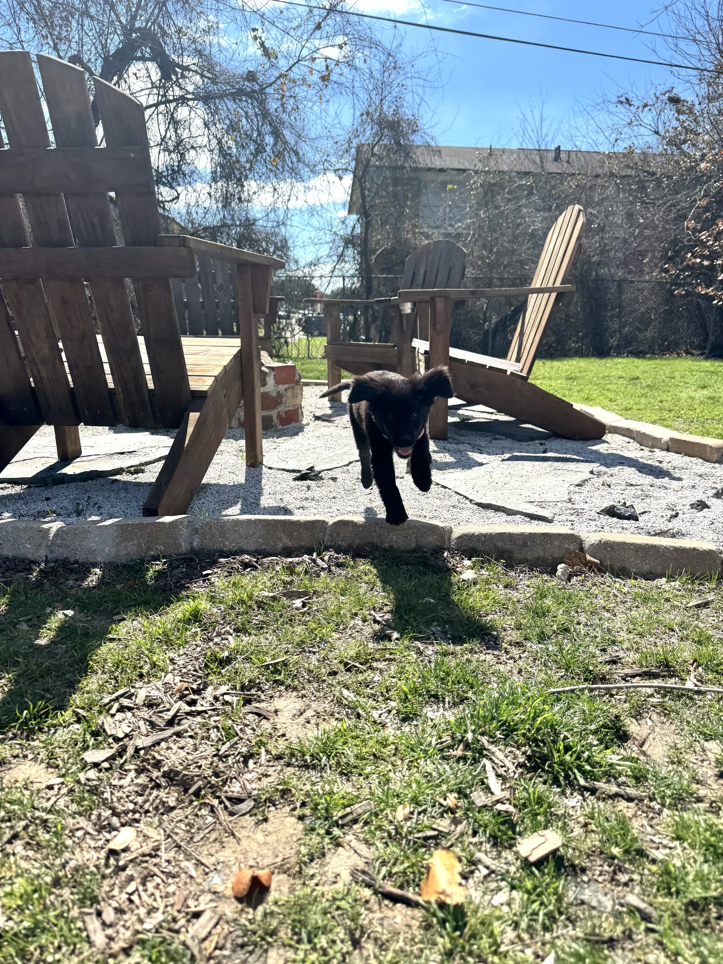 Flat Coated Retriever, Black Labrador Retriever, Retriever, Dallas, McKinney, Plano, Frisco, Carrollton, rescue, adopt, puppy