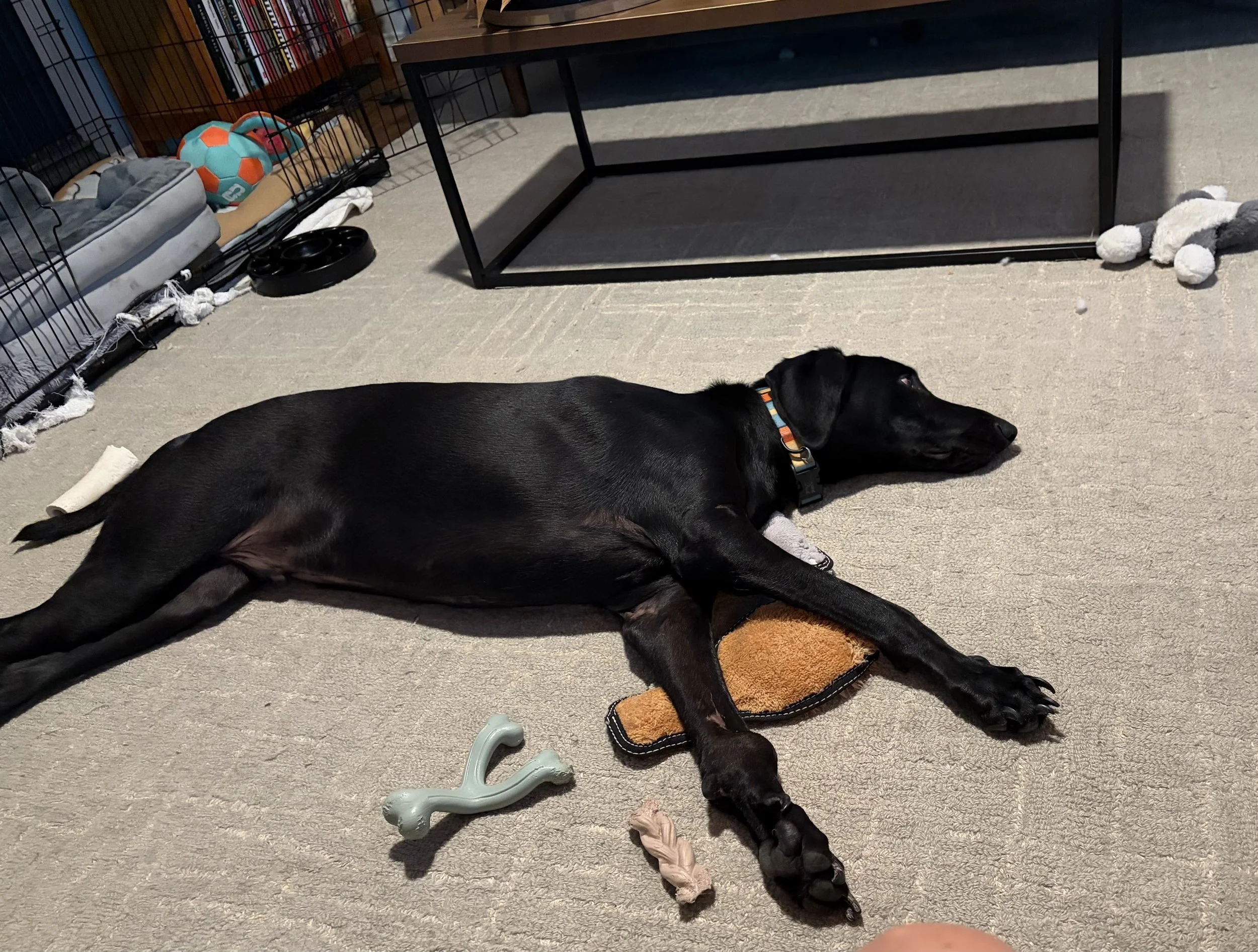 Pointer, GSP, Black Labrador, Dallas, DFW, Plano, McKinney, adopt, rescue, Colorado, Frisco, Fort Worth