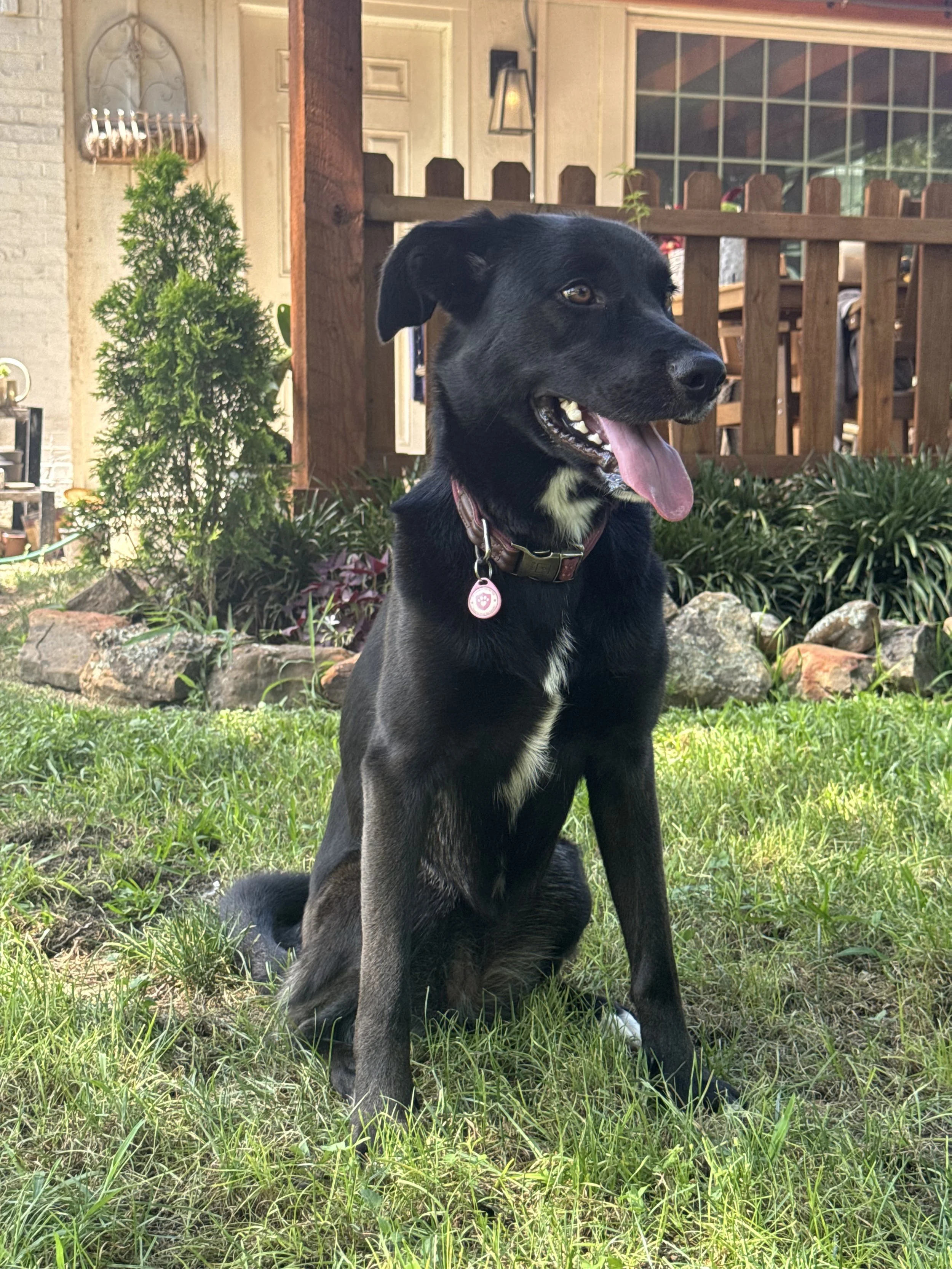 Black Labrador, dog, rescue, adopt, McKinney, DFW, Plano, Frisco, summer
