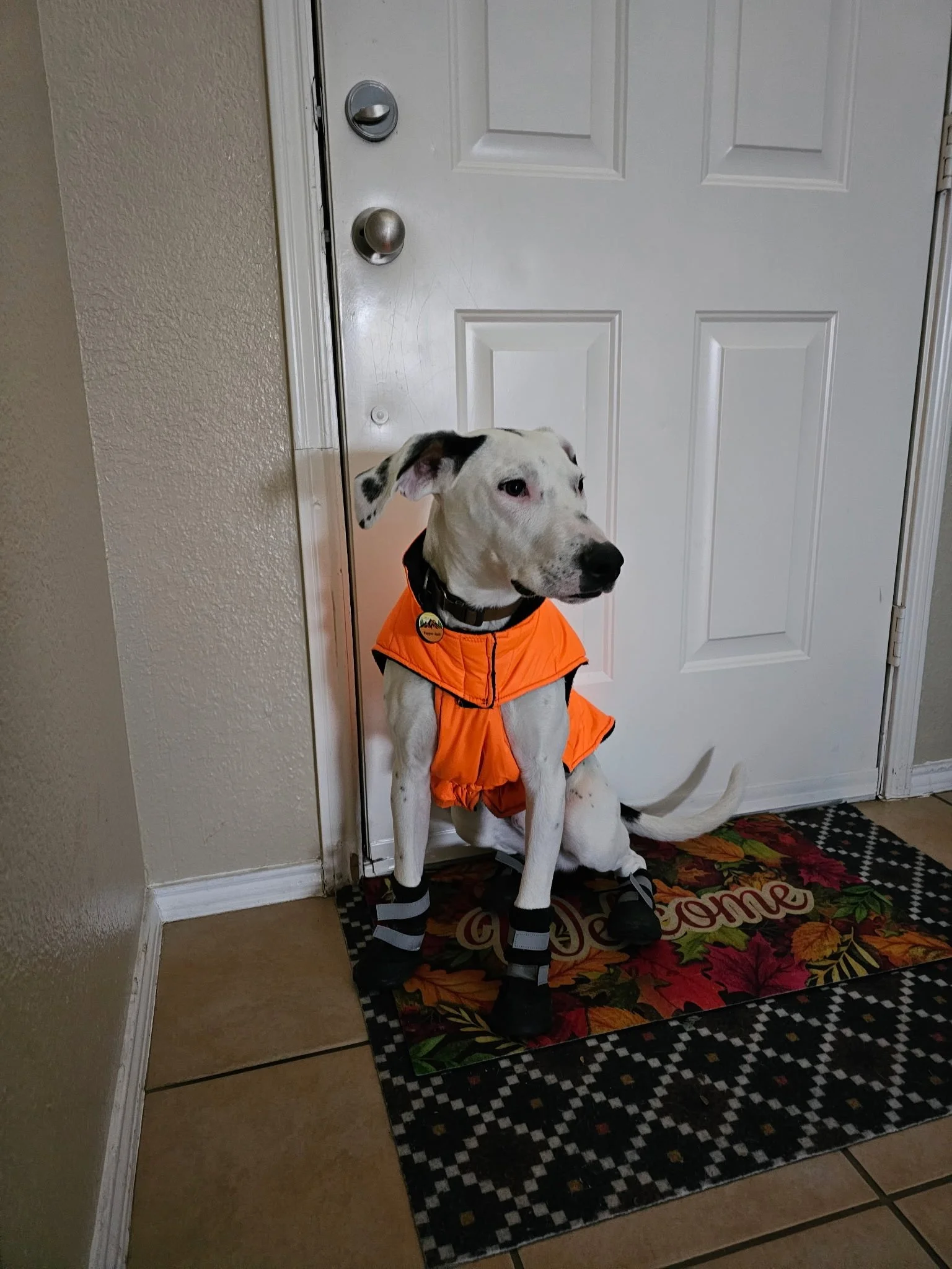 Treeing Walker Coonhound, Dallas, rescue dog, adopt, DFW, Fort Worth, Frisco, Plano, McKinney