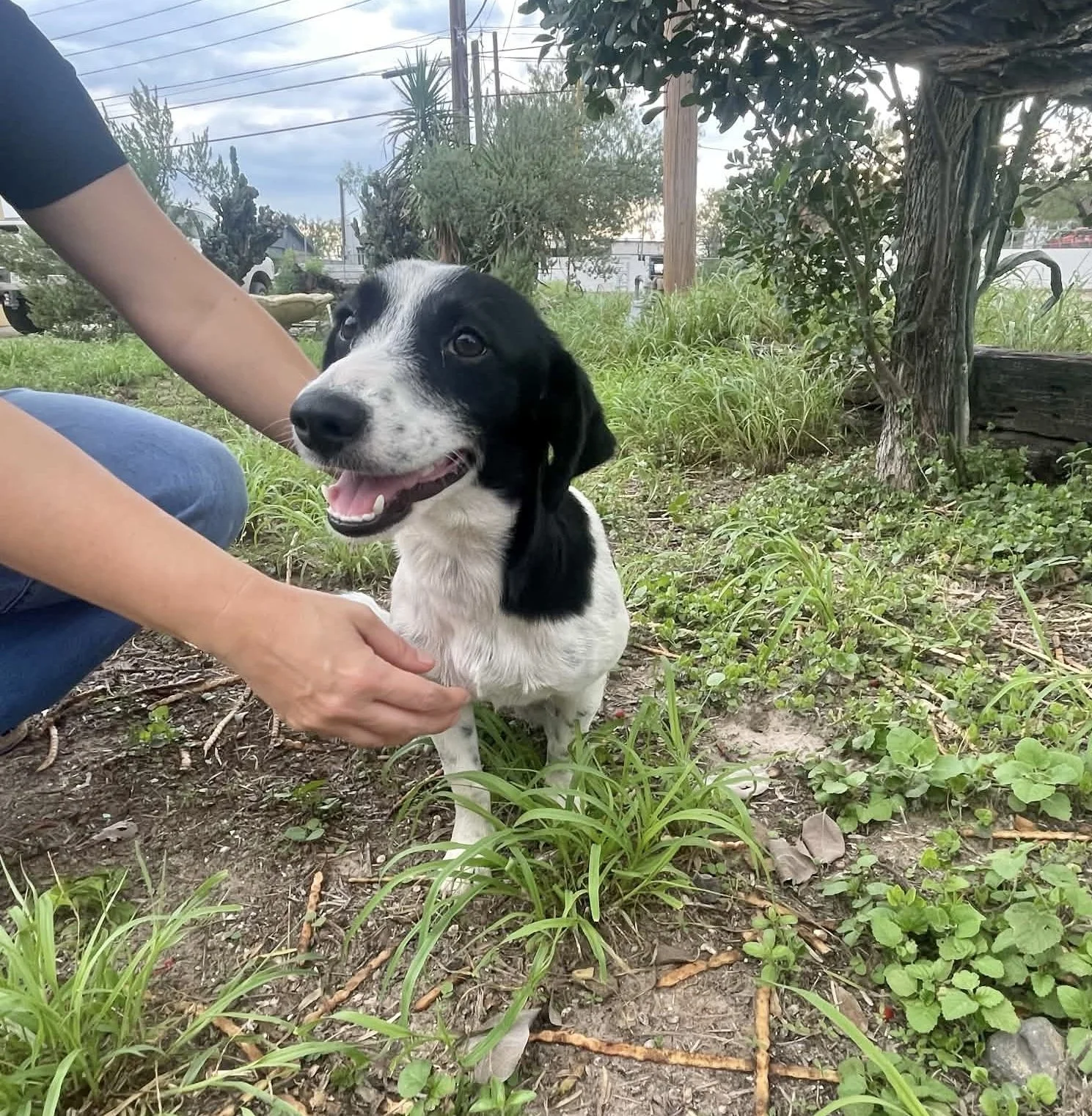 GSP, GSP puppy, puppy, black and white dog, rescue, adopt, North Texas, Dallas, Frisco, Plano, McKinney, Grapevine, puppy, cute dog