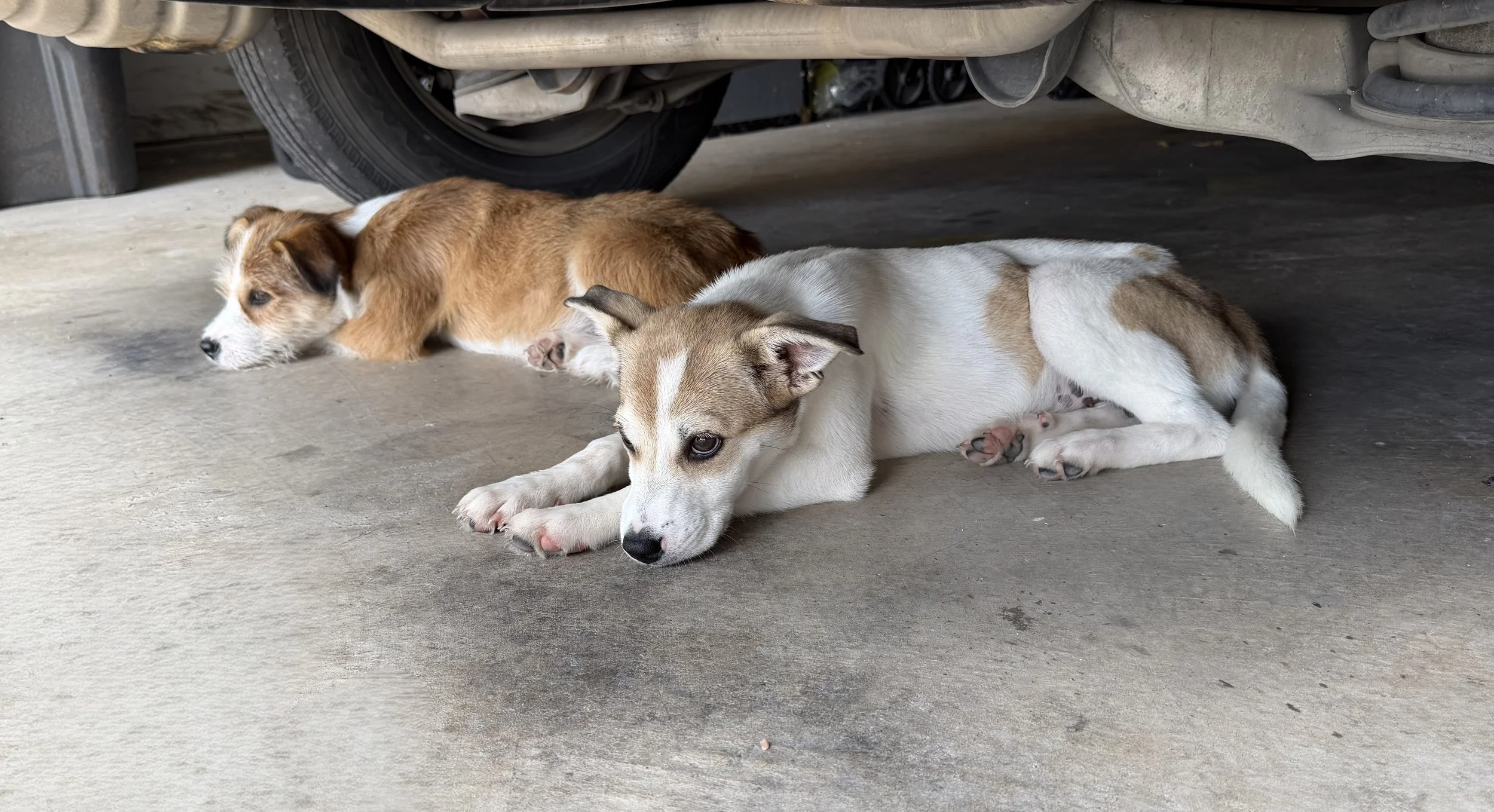 Terrier mix, summer, DFW, rescue dog, dog, puppy, adopt, Plano, TX, Frisco